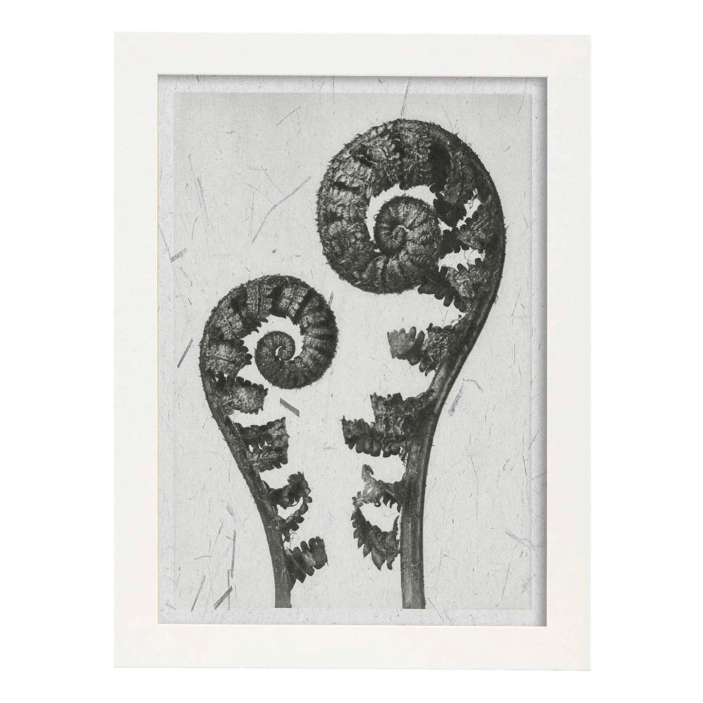 Lámina Planta blanco y negro 57. Pósters con ilustraciones de flores y plantas en tonos grises.-Artwork-Nacnic-A3-Marco Blanco-Nacnic Estudio SL