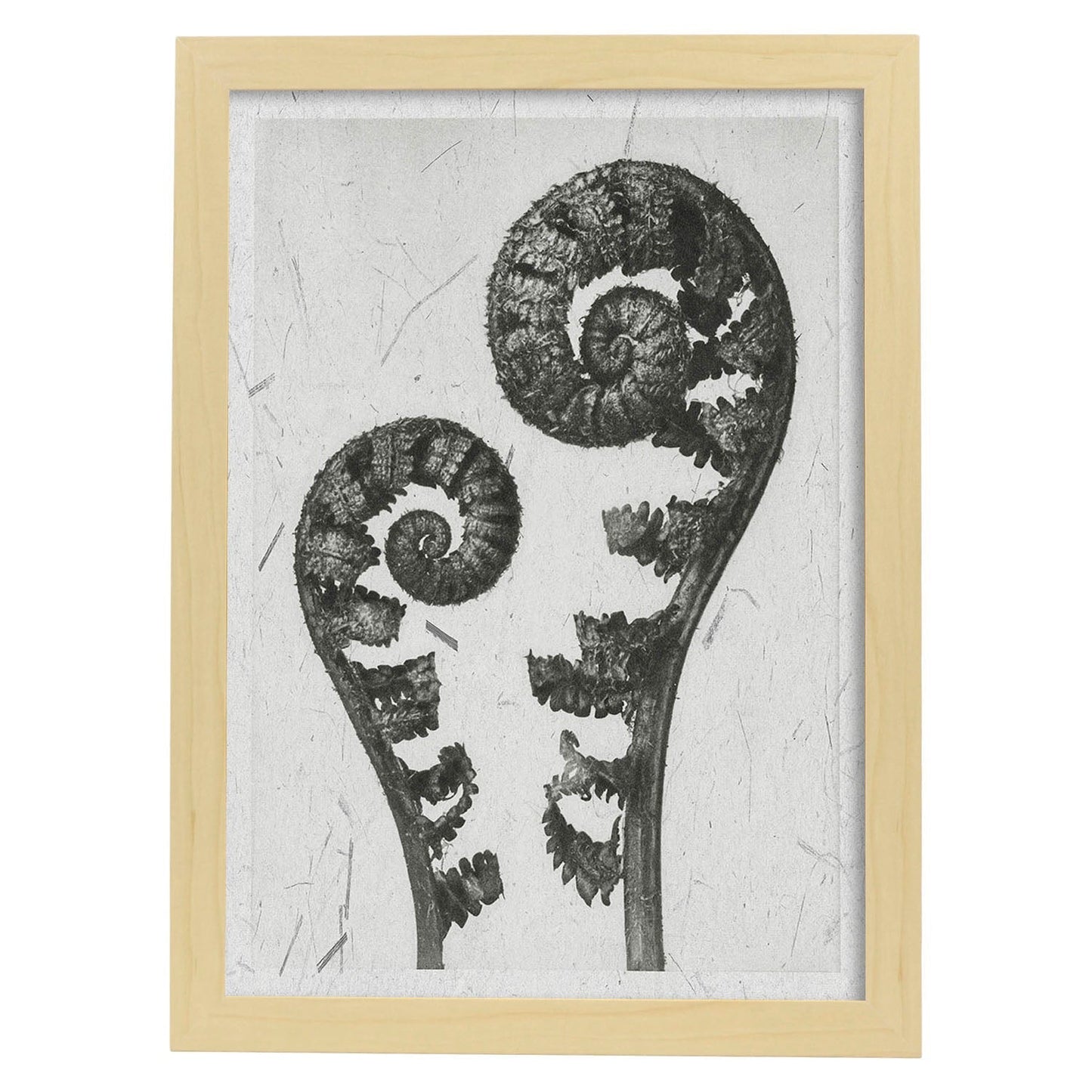 Lámina Planta blanco y negro 57. Pósters con ilustraciones de flores y plantas en tonos grises.-Artwork-Nacnic-A3-Marco Madera clara-Nacnic Estudio SL
