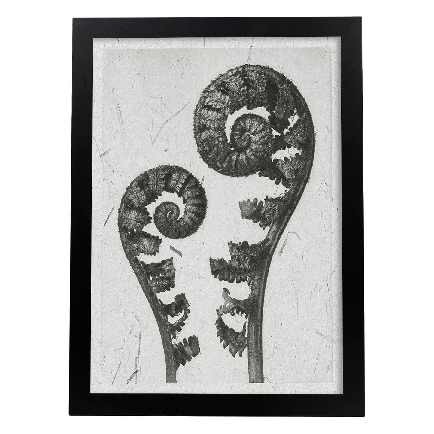 Lámina Planta blanco y negro 57. Pósters con ilustraciones de flores y plantas en tonos grises.-Artwork-Nacnic-A3-Marco Negro-Nacnic Estudio SL