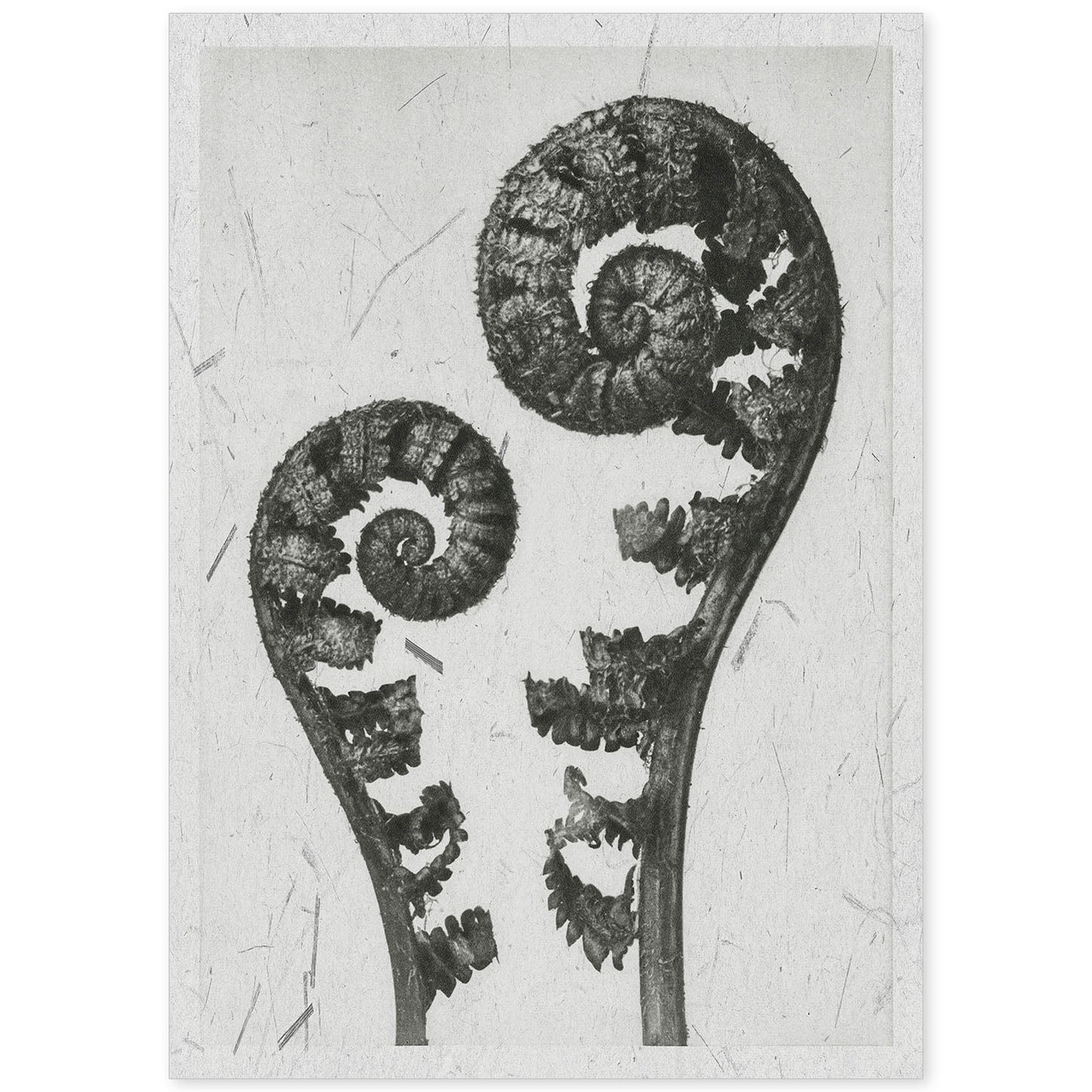 Lámina Planta blanco y negro 57. Pósters con ilustraciones de flores y plantas en tonos grises.-Artwork-Nacnic-A4-Sin marco-Nacnic Estudio SL