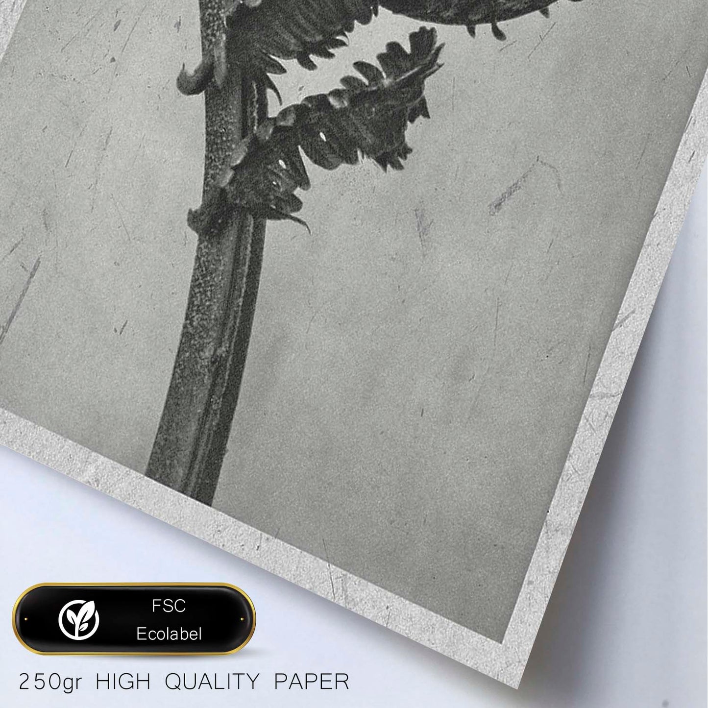 Lámina Planta blanco y negro 58. Pósters con ilustraciones de flores y plantas en tonos grises.-Artwork-Nacnic-Nacnic Estudio SL