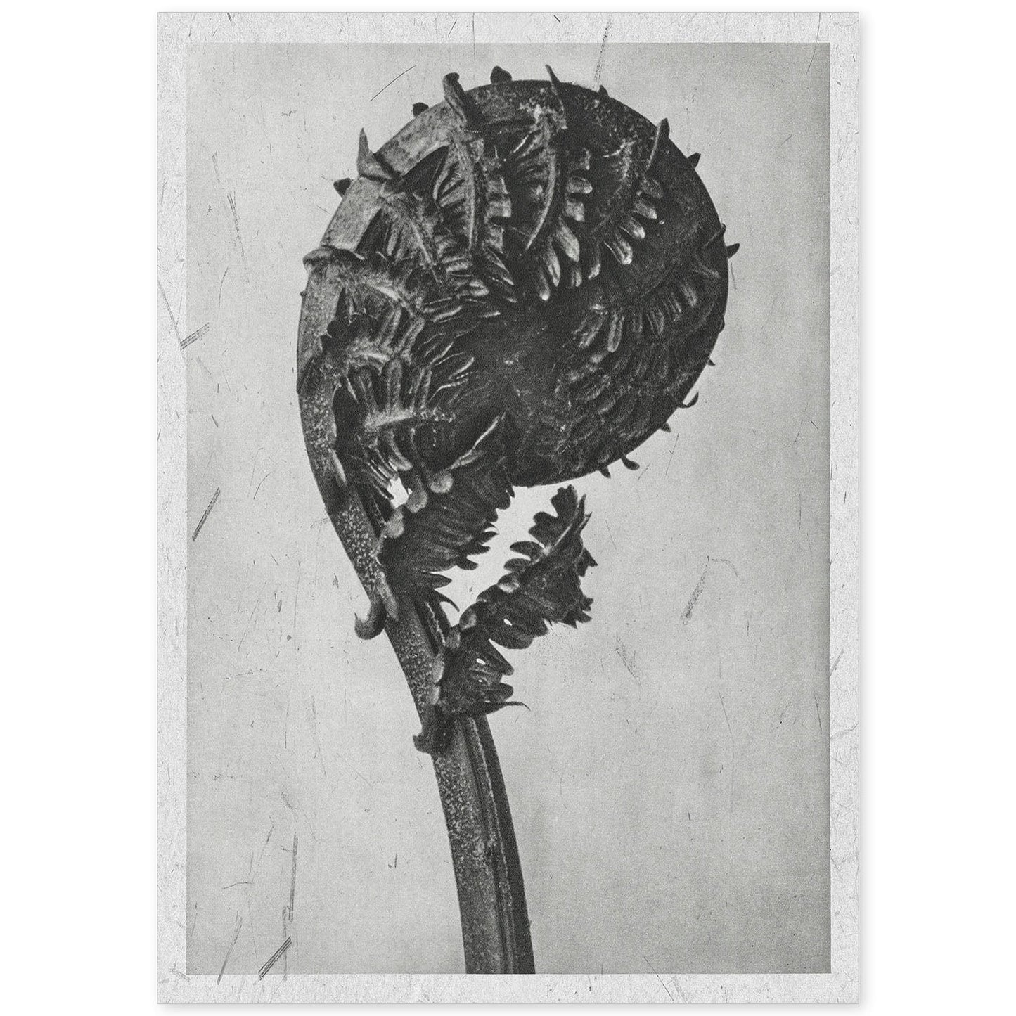 Lámina Planta blanco y negro 58. Pósters con ilustraciones de flores y plantas en tonos grises.-Artwork-Nacnic-A4-Sin marco-Nacnic Estudio SL