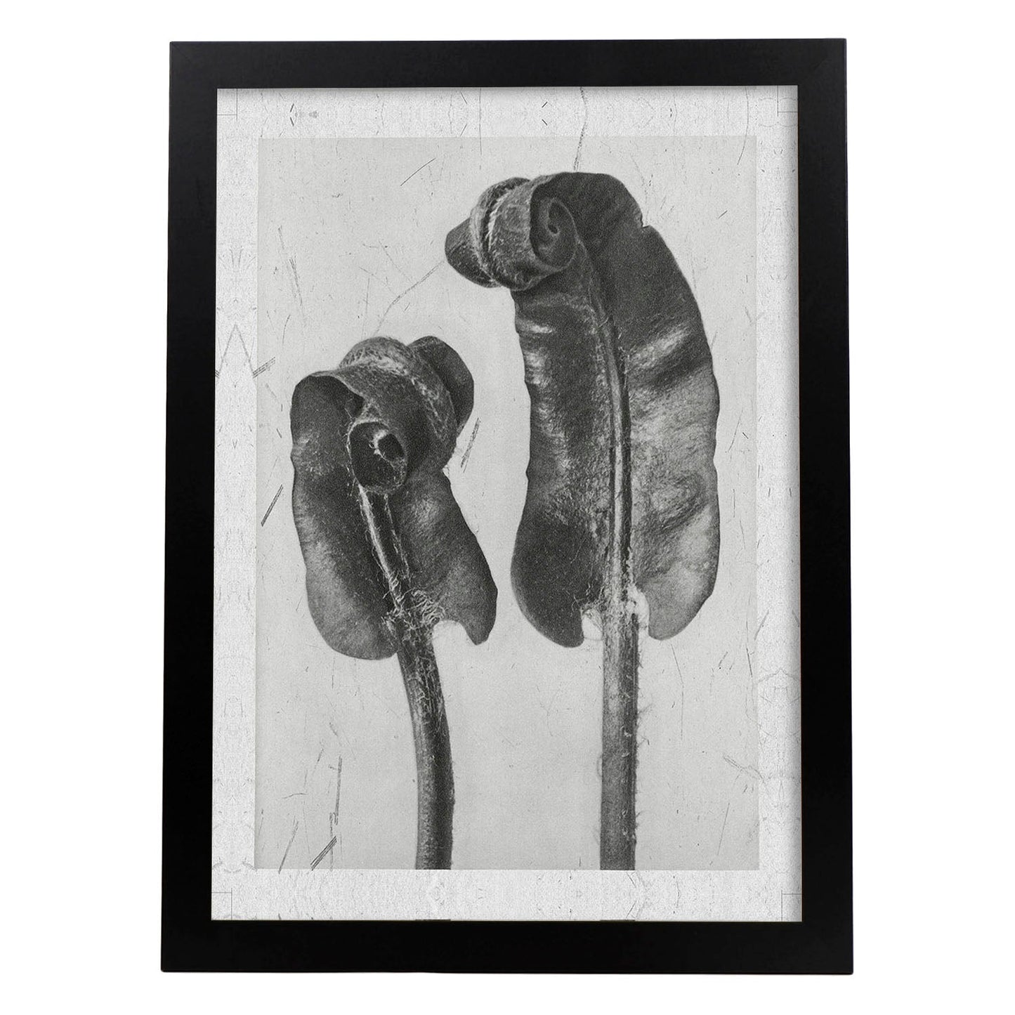 Lámina Planta blanco y negro 59. Pósters con ilustraciones de flores y plantas en tonos grises.-Artwork-Nacnic-A3-Marco Negro-Nacnic Estudio SL
