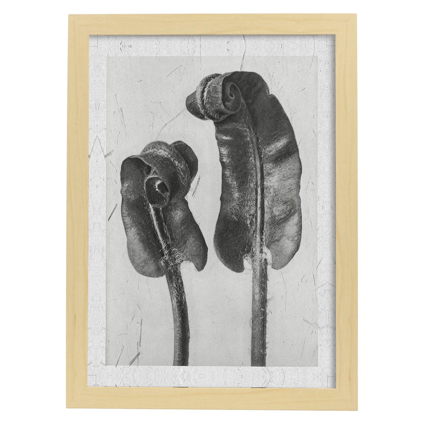 Lámina Planta blanco y negro 59. Pósters con ilustraciones de flores y plantas en tonos grises.-Artwork-Nacnic-A4-Marco Madera clara-Nacnic Estudio SL