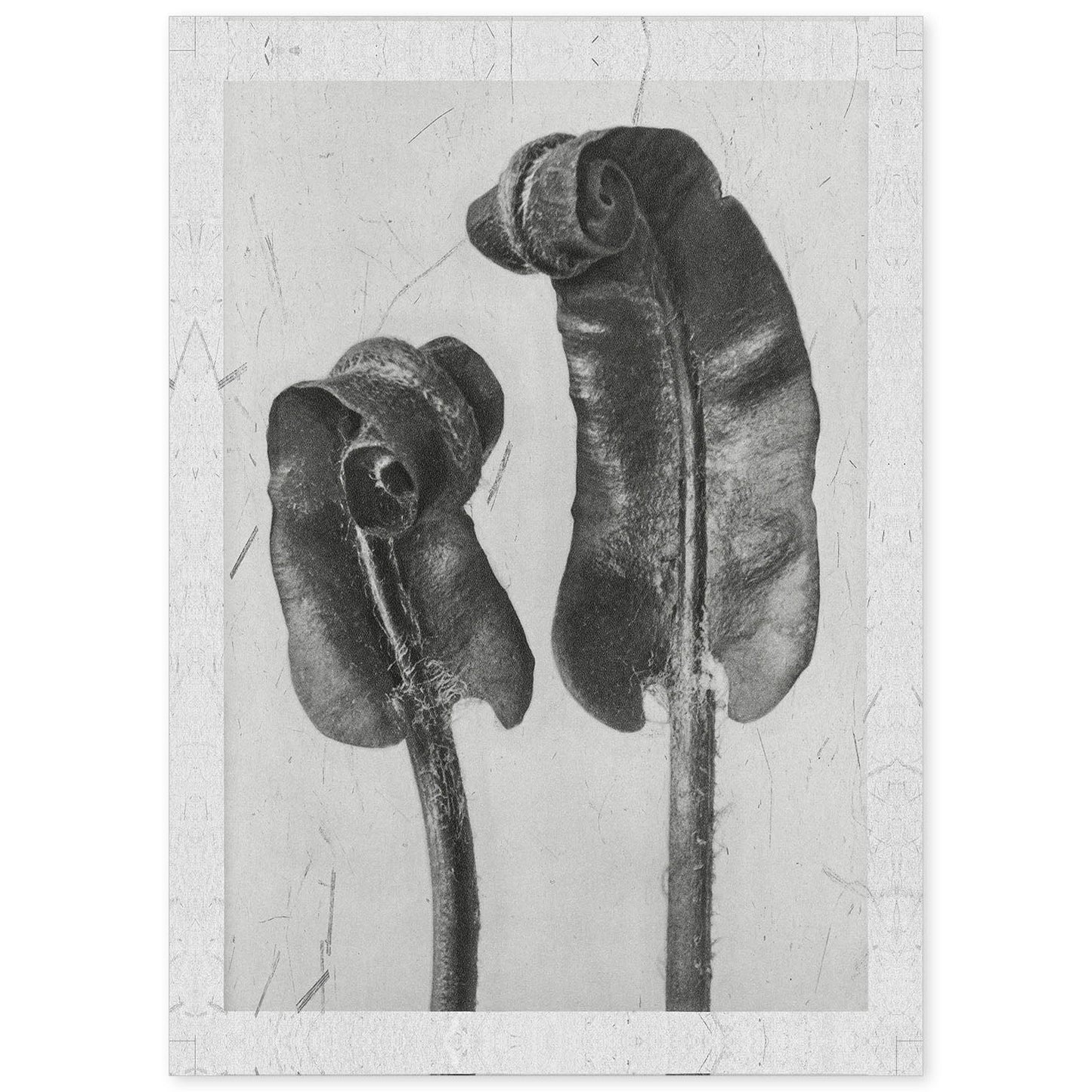 Lámina Planta blanco y negro 59. Pósters con ilustraciones de flores y plantas en tonos grises.-Artwork-Nacnic-A4-Sin marco-Nacnic Estudio SL