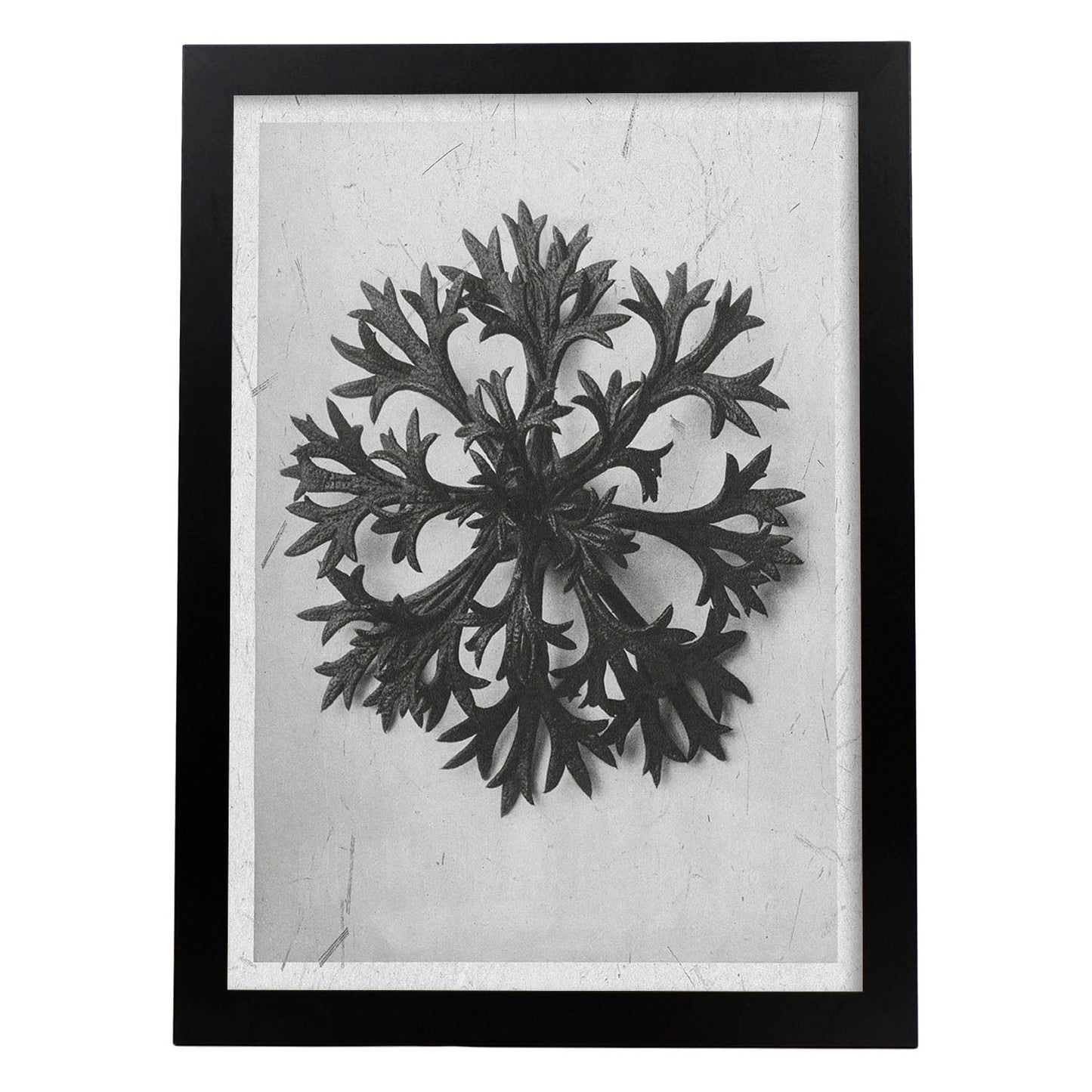 Lámina Planta blanco y negro 60. Pósters con ilustraciones de flores y plantas en tonos grises.-Artwork-Nacnic-A3-Marco Negro-Nacnic Estudio SL