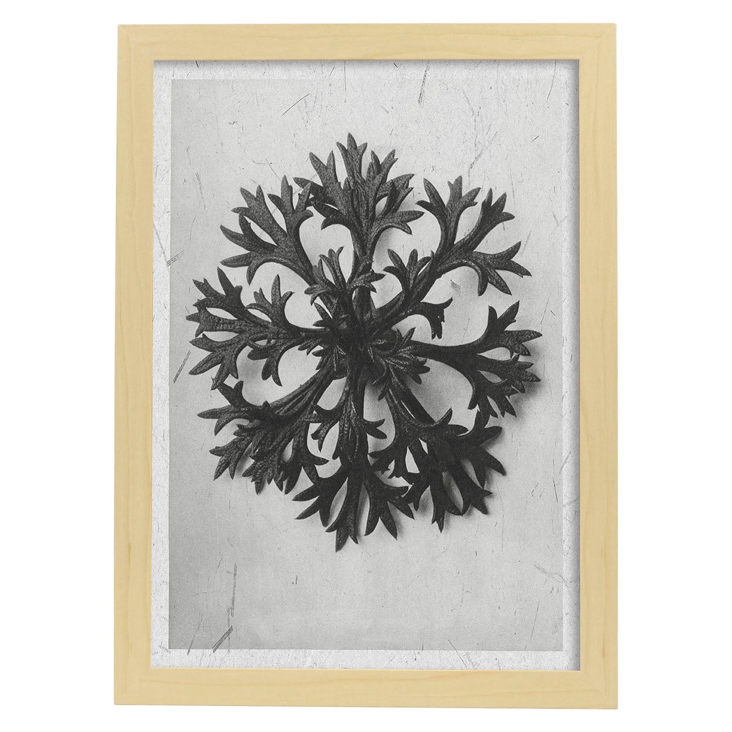 Lámina Planta blanco y negro 60. Pósters con ilustraciones de flores y plantas en tonos grises.-Artwork-Nacnic-A4-Marco Madera clara-Nacnic Estudio SL