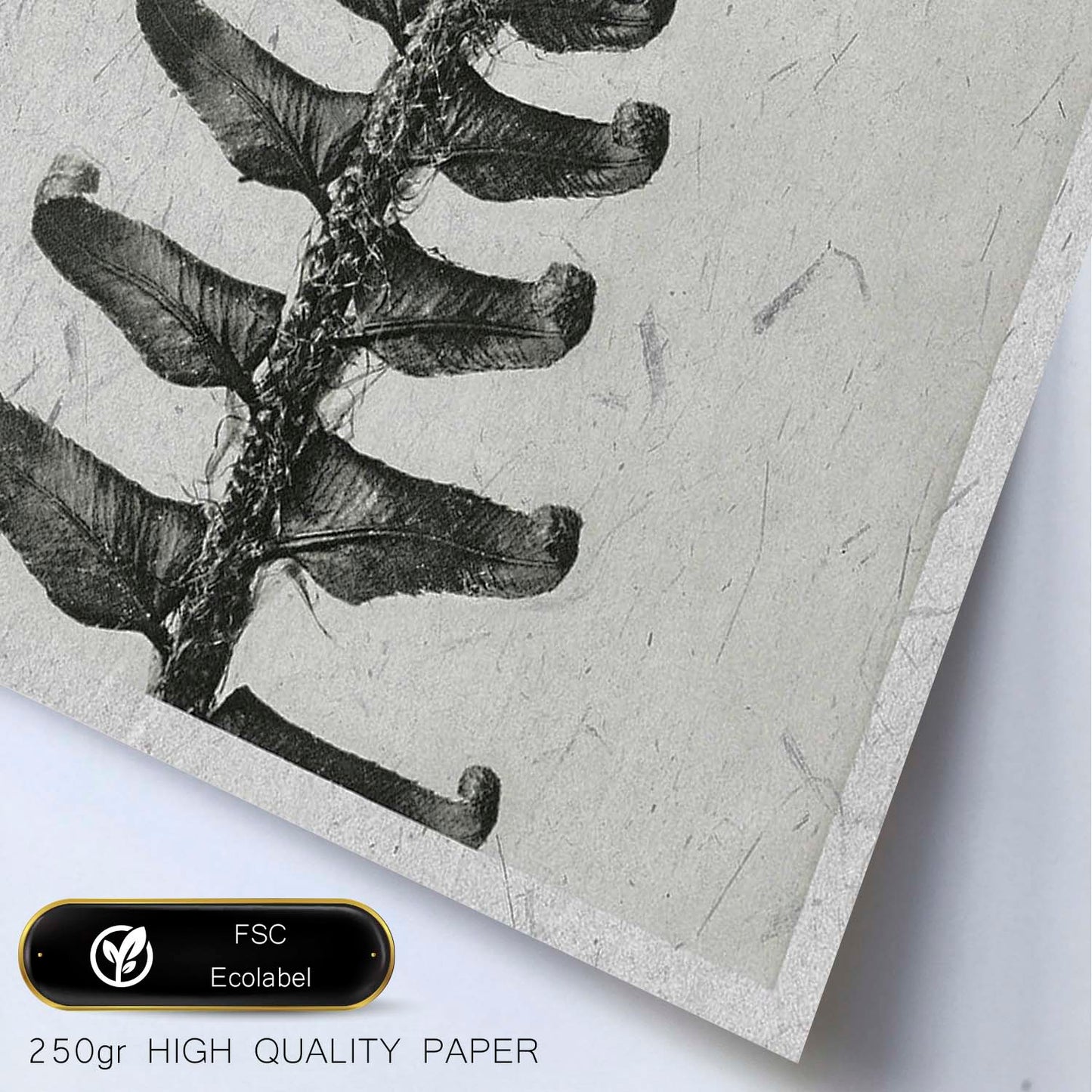 Lámina Planta blanco y negro 61. Pósters con ilustraciones de flores y plantas en tonos grises.-Artwork-Nacnic-Nacnic Estudio SL