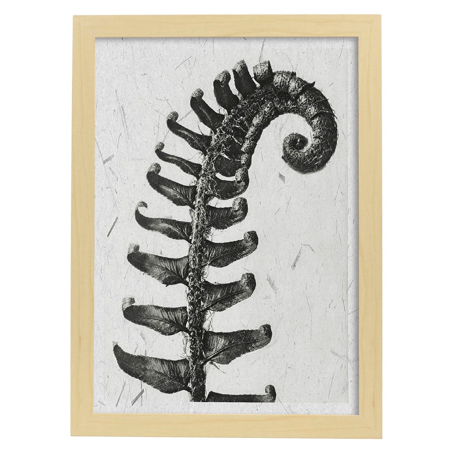 Lámina Planta blanco y negro 61. Pósters con ilustraciones de flores y plantas en tonos grises.-Artwork-Nacnic-A3-Marco Madera clara-Nacnic Estudio SL
