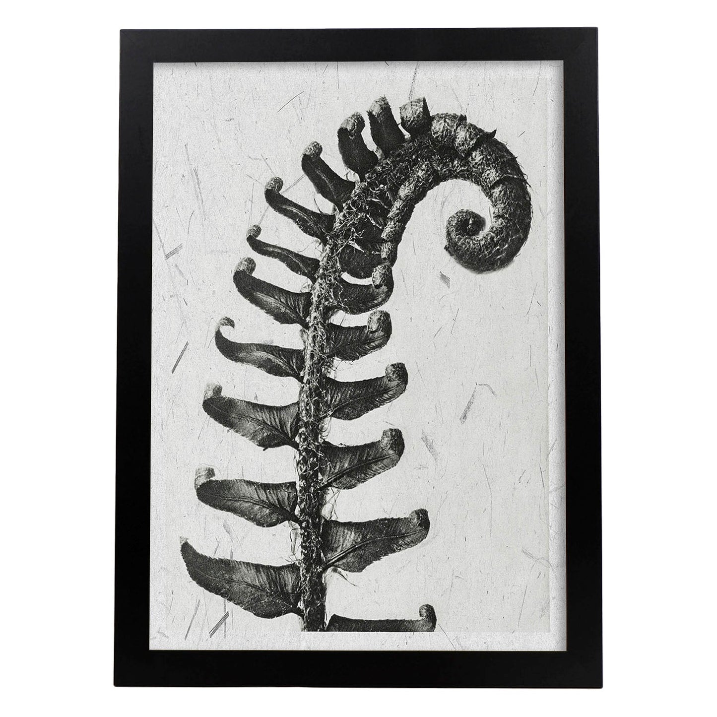 Lámina Planta blanco y negro 61. Pósters con ilustraciones de flores y plantas en tonos grises.-Artwork-Nacnic-A3-Marco Negro-Nacnic Estudio SL