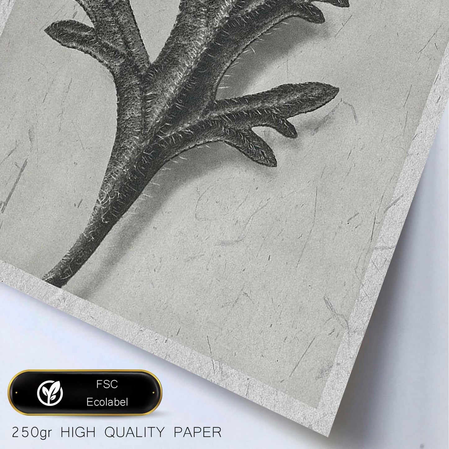 Lámina Planta blanco y negro 62. Pósters con ilustraciones de flores y plantas en tonos grises.-Artwork-Nacnic-Nacnic Estudio SL