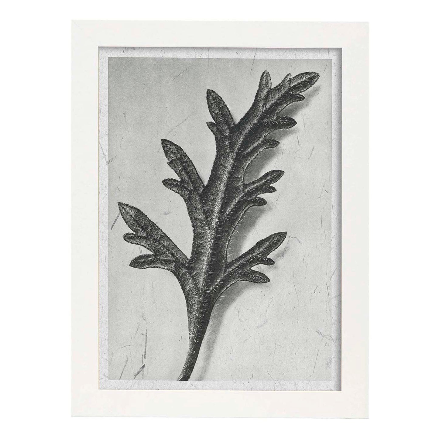 Lámina Planta blanco y negro 62. Pósters con ilustraciones de flores y plantas en tonos grises.-Artwork-Nacnic-A3-Marco Blanco-Nacnic Estudio SL
