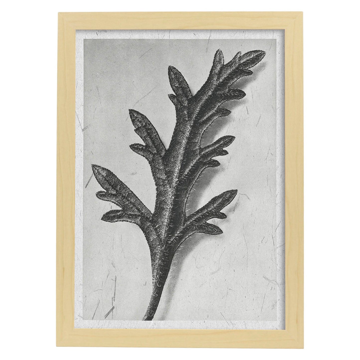 Lámina Planta blanco y negro 62. Pósters con ilustraciones de flores y plantas en tonos grises.-Artwork-Nacnic-A3-Marco Madera clara-Nacnic Estudio SL