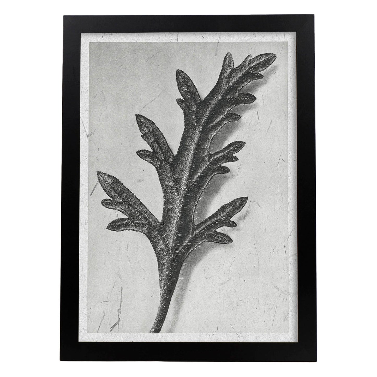 Lámina Planta blanco y negro 62. Pósters con ilustraciones de flores y plantas en tonos grises.-Artwork-Nacnic-A4-Marco Negro-Nacnic Estudio SL