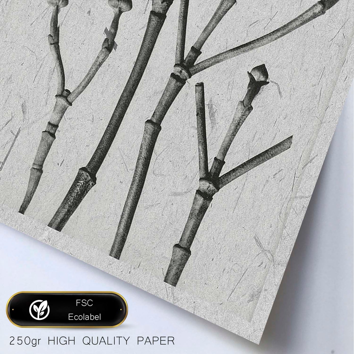 Lámina Planta blanco y negro 63. Pósters con ilustraciones de flores y plantas en tonos grises.-Artwork-Nacnic-Nacnic Estudio SL