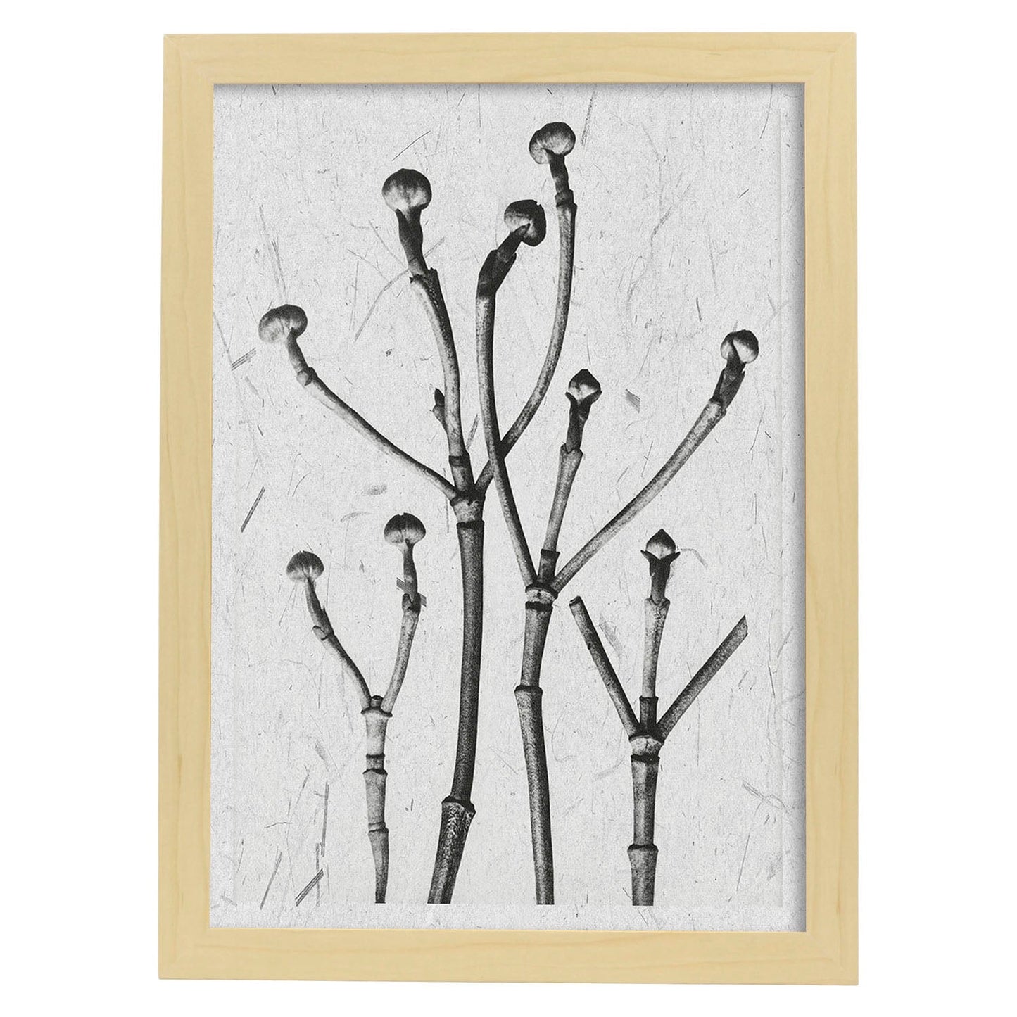 Lámina Planta blanco y negro 63. Pósters con ilustraciones de flores y plantas en tonos grises.-Artwork-Nacnic-A3-Marco Madera clara-Nacnic Estudio SL