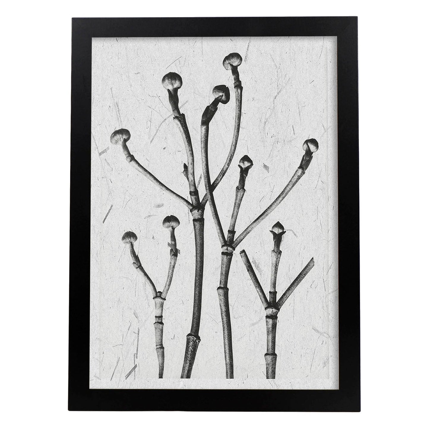 Lámina Planta blanco y negro 63. Pósters con ilustraciones de flores y plantas en tonos grises.-Artwork-Nacnic-A3-Marco Negro-Nacnic Estudio SL