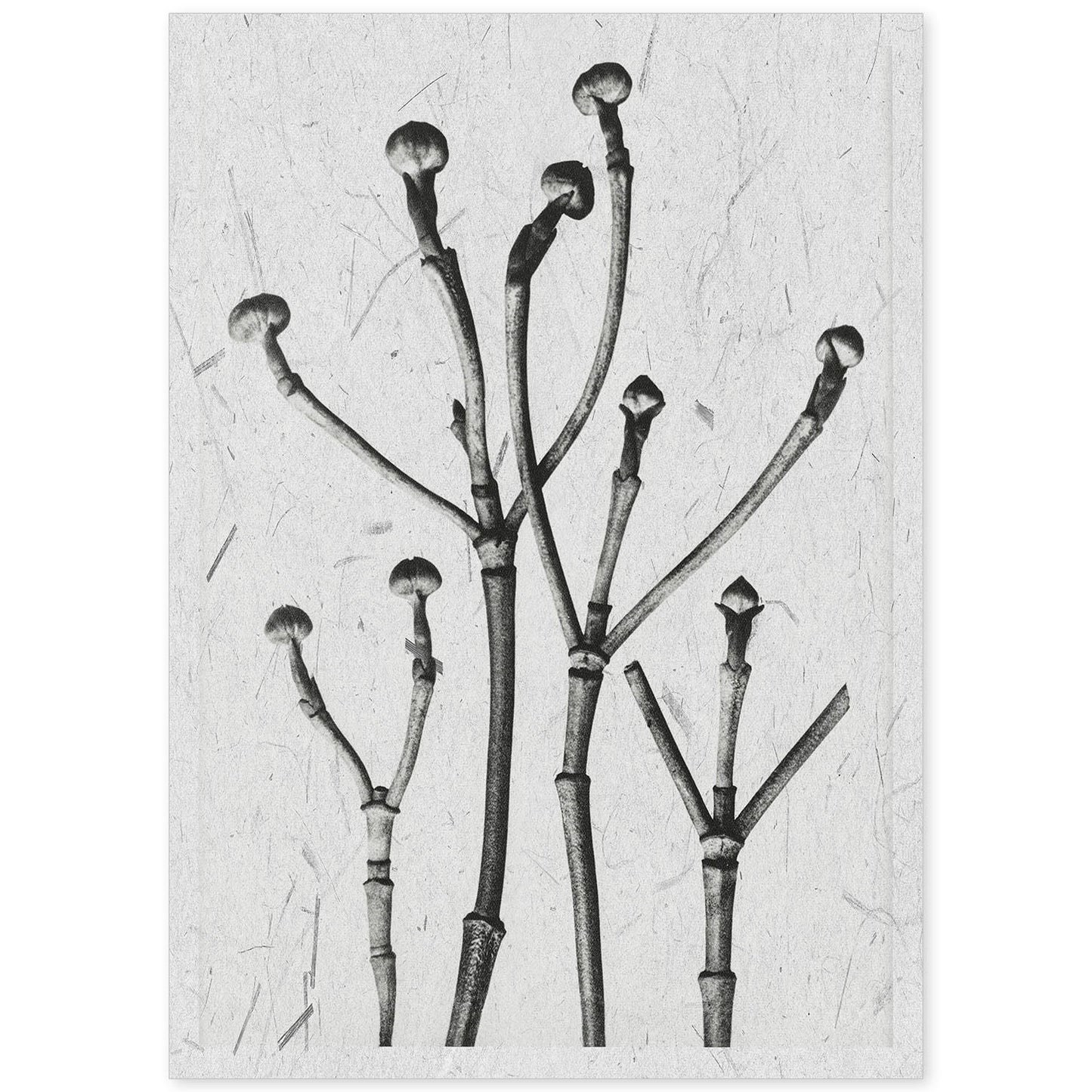Lámina Planta blanco y negro 63. Pósters con ilustraciones de flores y plantas en tonos grises.-Artwork-Nacnic-A4-Sin marco-Nacnic Estudio SL