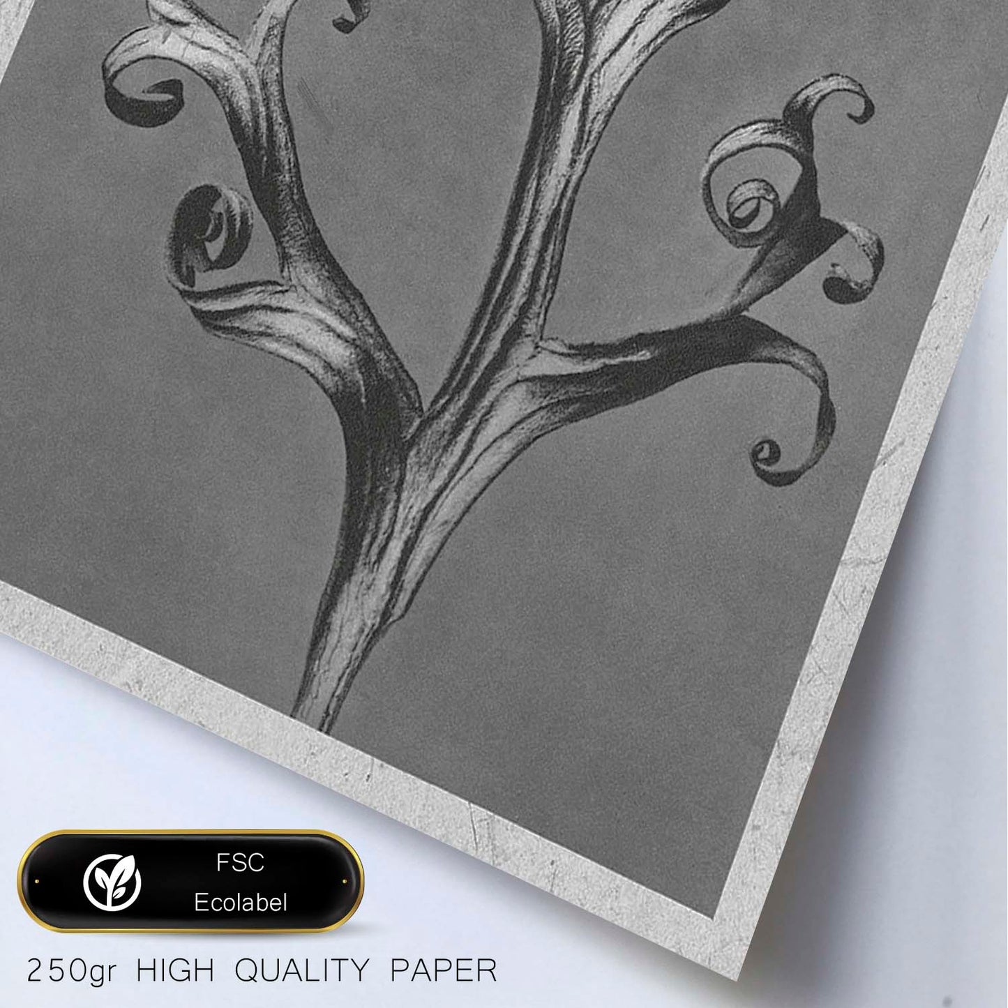 Lámina Planta blanco y negro 65. Pósters con ilustraciones de flores y plantas en tonos grises.-Artwork-Nacnic-Nacnic Estudio SL