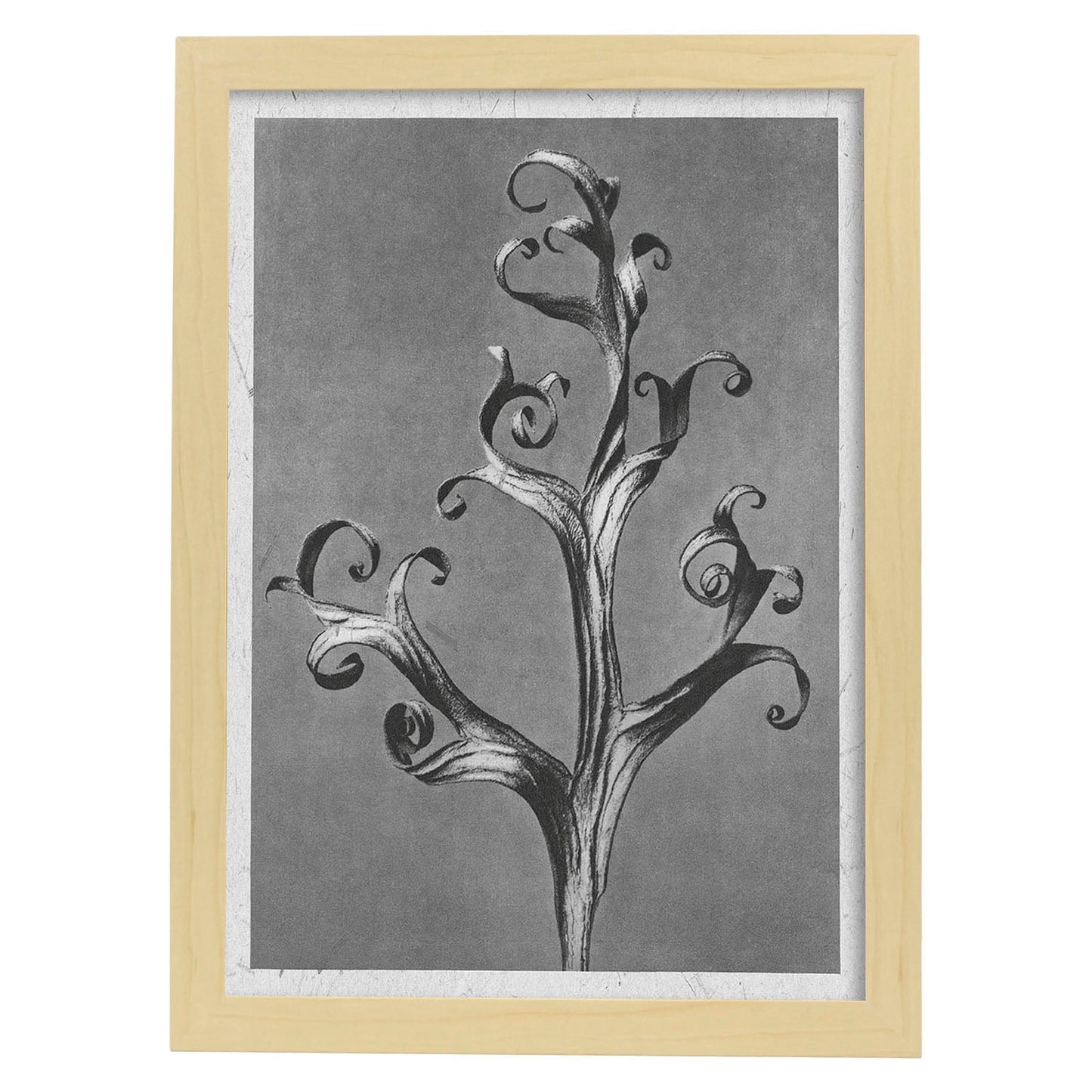 Lámina Planta blanco y negro 65. Pósters con ilustraciones de flores y plantas en tonos grises.-Artwork-Nacnic-A3-Marco Madera clara-Nacnic Estudio SL