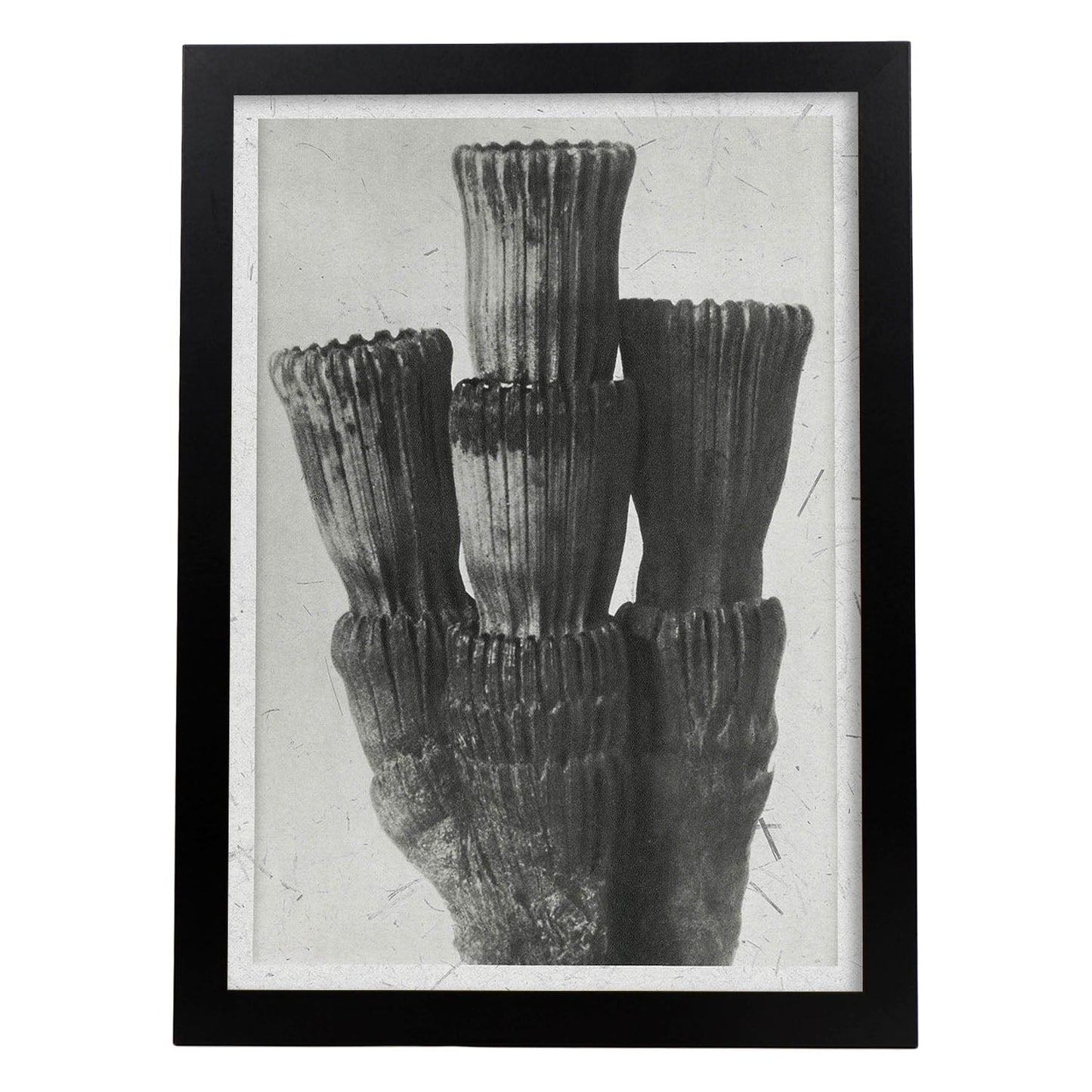 Lámina Planta blanco y negro 66. Pósters con ilustraciones de flores y plantas en tonos grises.-Artwork-Nacnic-A3-Marco Negro-Nacnic Estudio SL