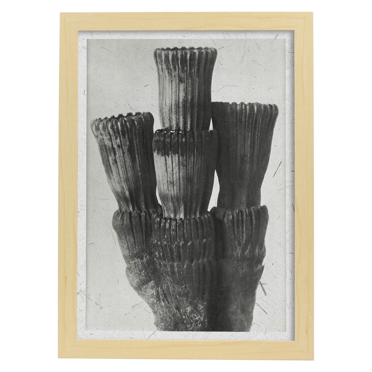 Lámina Planta blanco y negro 66. Pósters con ilustraciones de flores y plantas en tonos grises.-Artwork-Nacnic-A4-Marco Madera clara-Nacnic Estudio SL