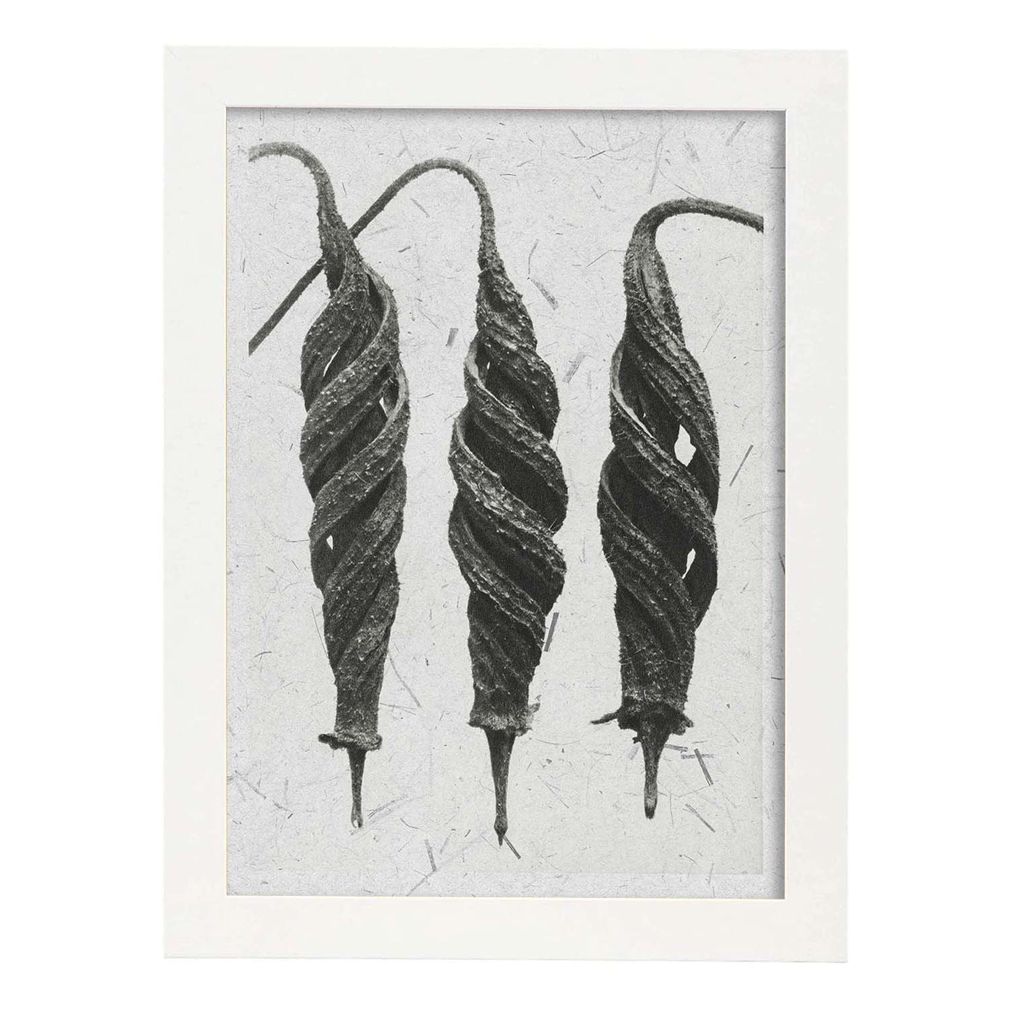 Lámina Planta blanco y negro 67. Pósters con ilustraciones de flores y plantas en tonos grises.-Artwork-Nacnic-A3-Marco Blanco-Nacnic Estudio SL