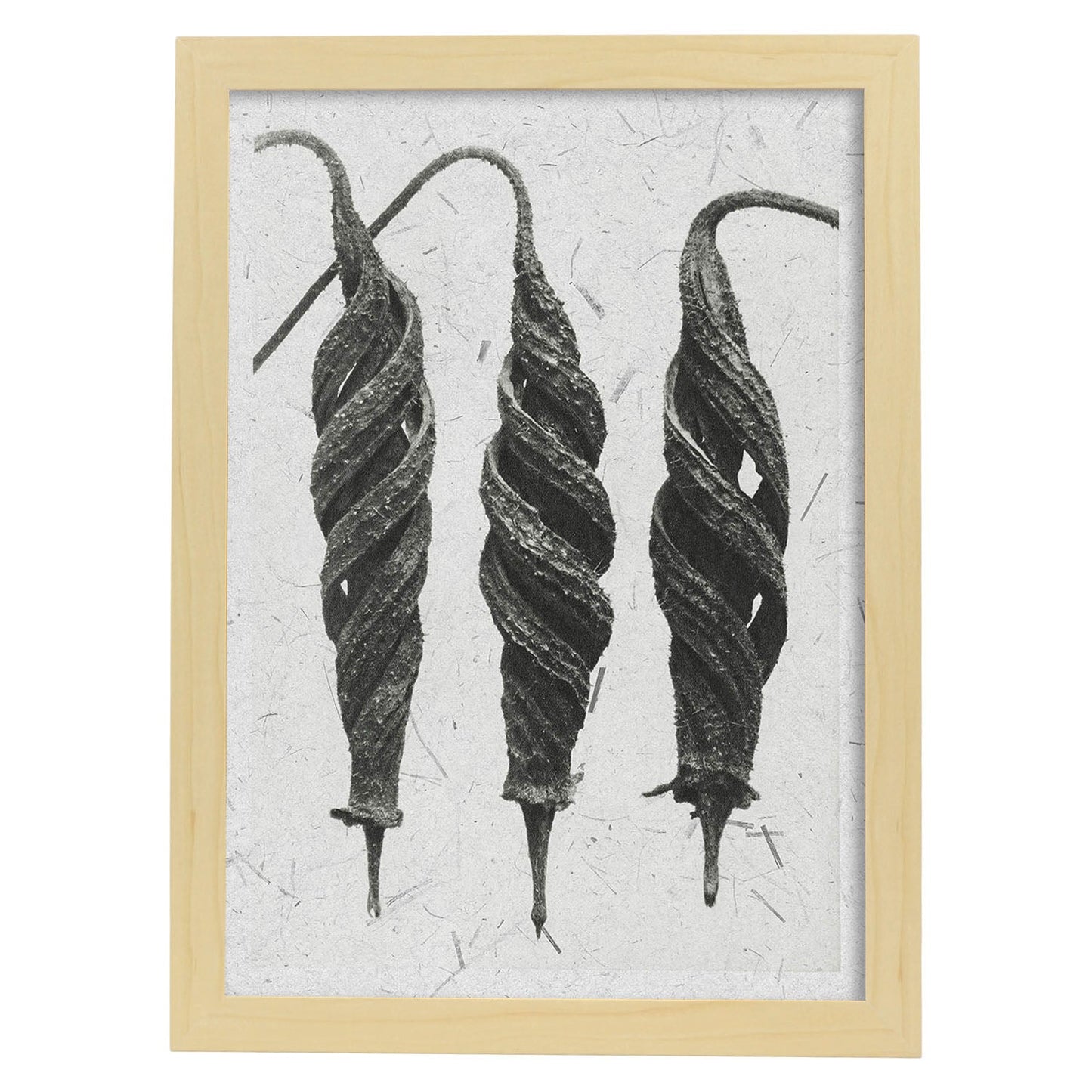 Lámina Planta blanco y negro 67. Pósters con ilustraciones de flores y plantas en tonos grises.-Artwork-Nacnic-A3-Marco Madera clara-Nacnic Estudio SL