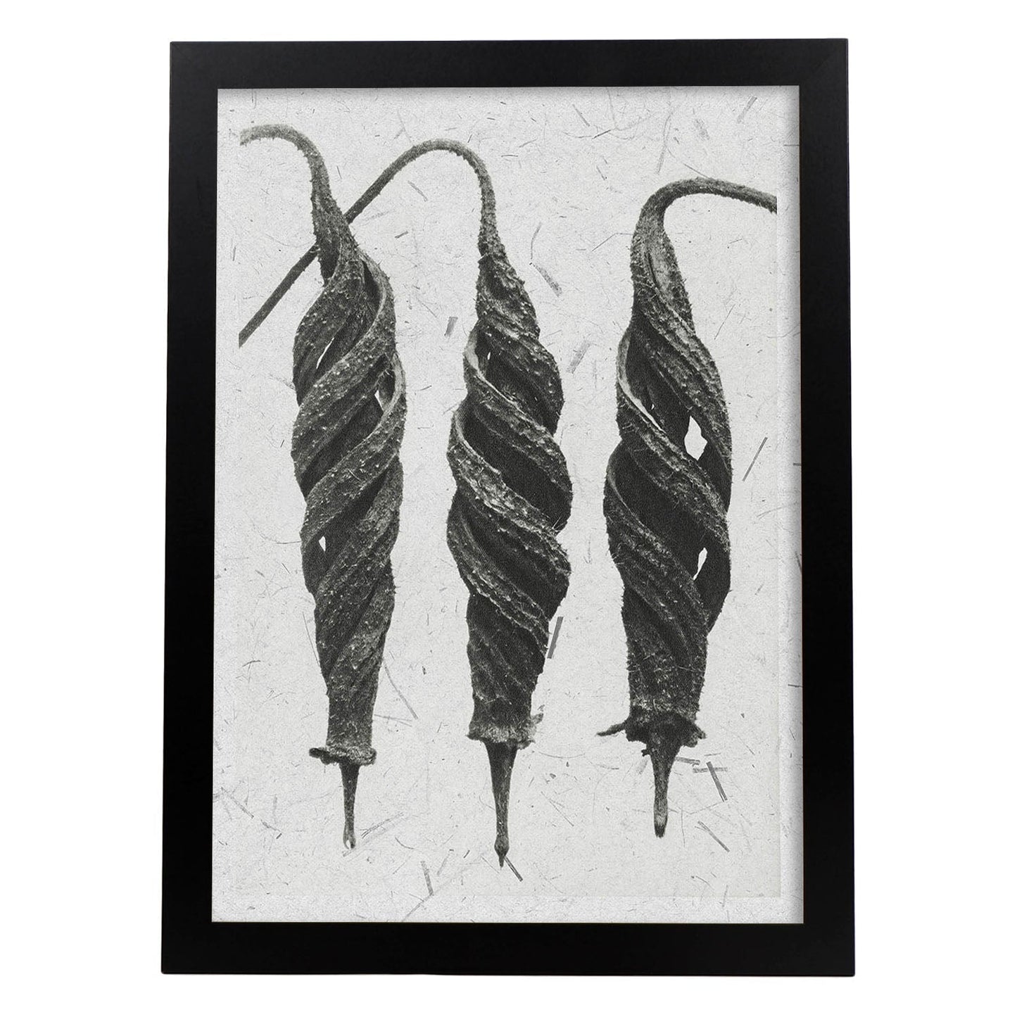 Lámina Planta blanco y negro 67. Pósters con ilustraciones de flores y plantas en tonos grises.-Artwork-Nacnic-A4-Marco Negro-Nacnic Estudio SL
