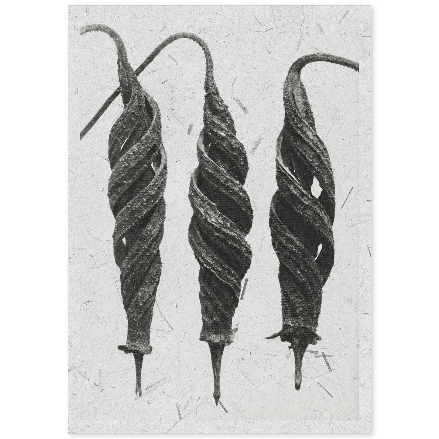 Lámina Planta blanco y negro 67. Pósters con ilustraciones de flores y plantas en tonos grises.-Artwork-Nacnic-A4-Sin marco-Nacnic Estudio SL