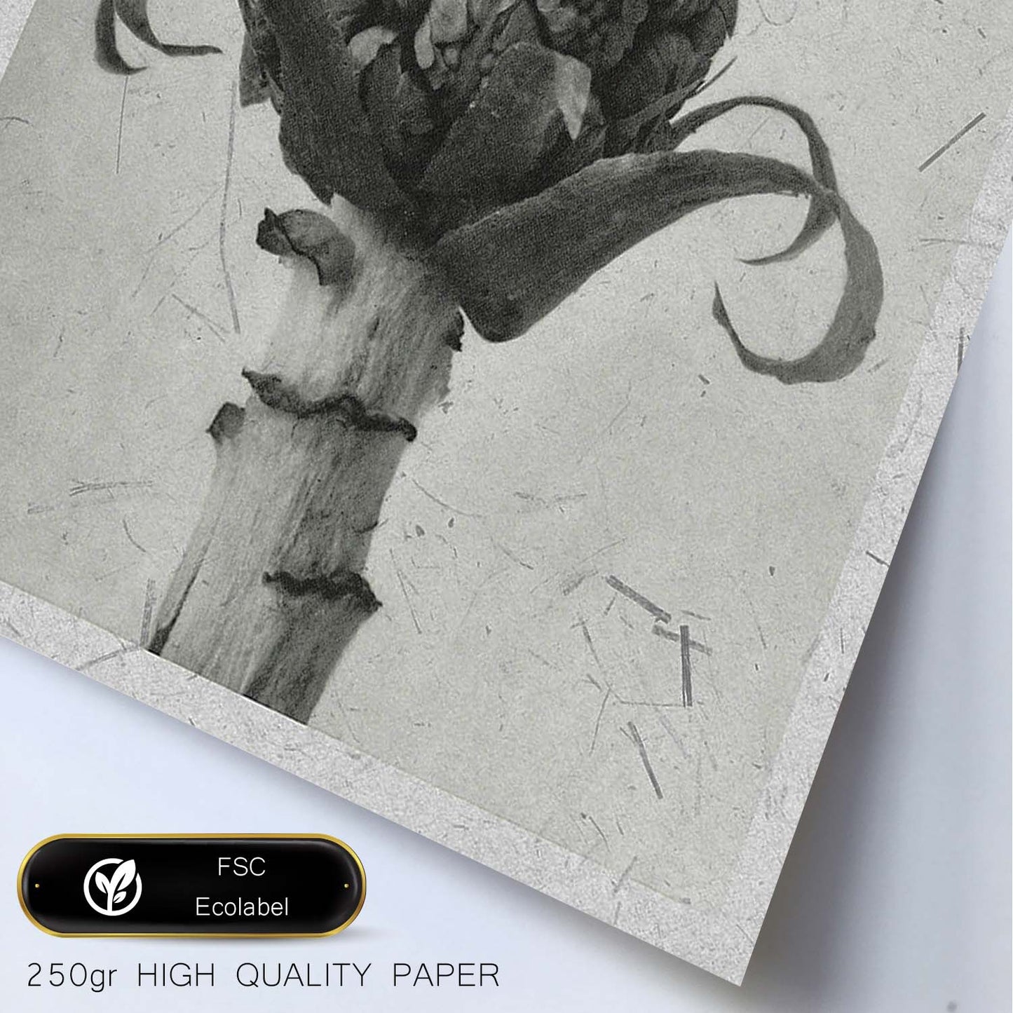 Lámina Planta blanco y negro 68. Pósters con ilustraciones de flores y plantas en tonos grises.-Artwork-Nacnic-Nacnic Estudio SL