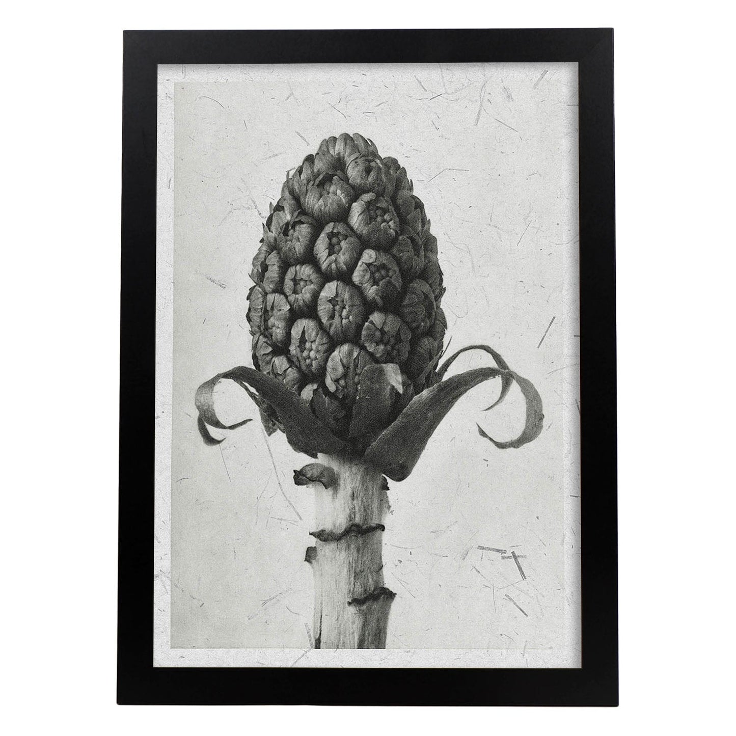 Lámina Planta blanco y negro 68. Pósters con ilustraciones de flores y plantas en tonos grises.-Artwork-Nacnic-A3-Marco Negro-Nacnic Estudio SL