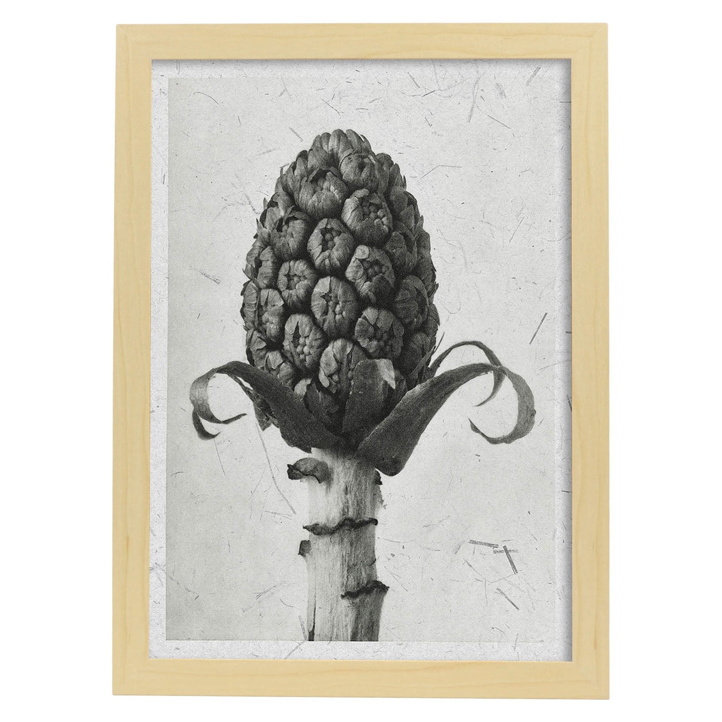 Lámina Planta blanco y negro 68. Pósters con ilustraciones de flores y plantas en tonos grises.-Artwork-Nacnic-A4-Marco Madera clara-Nacnic Estudio SL