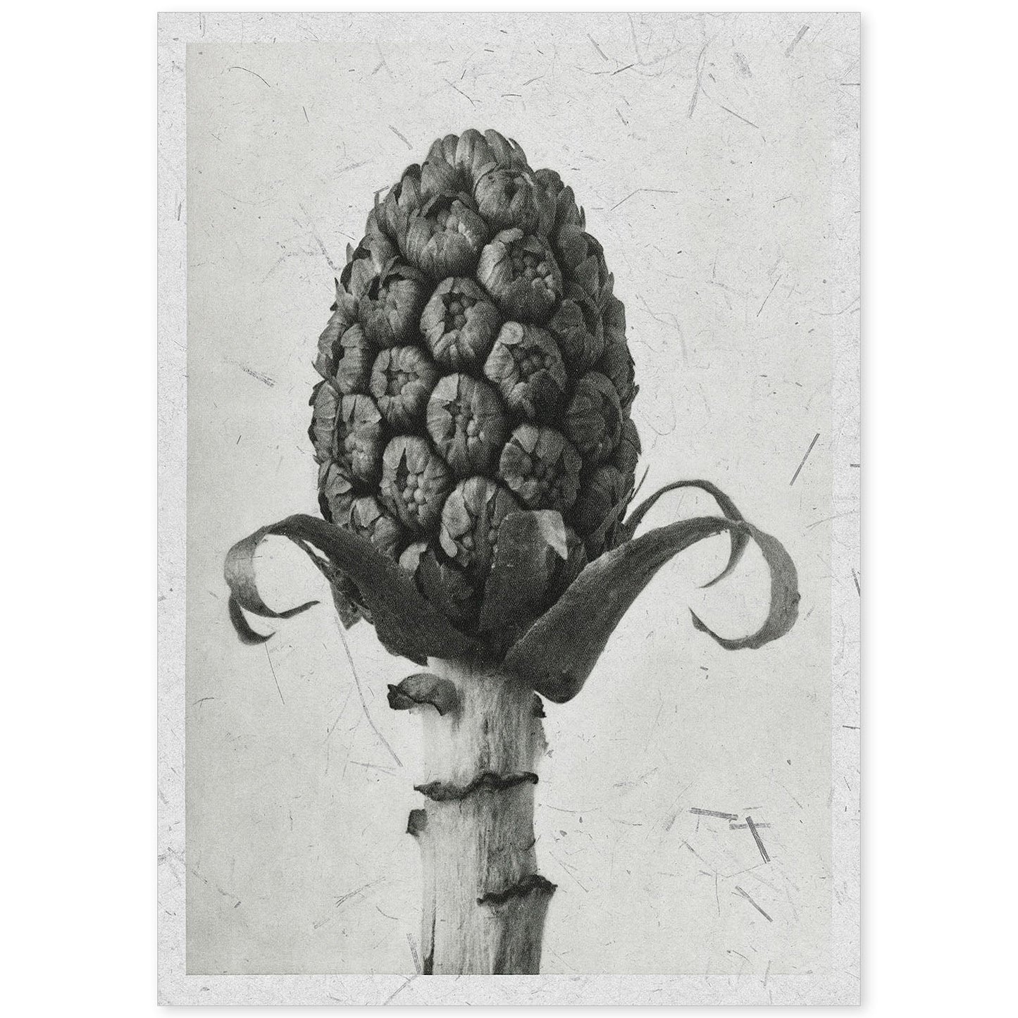 Lámina Planta blanco y negro 68. Pósters con ilustraciones de flores y plantas en tonos grises.-Artwork-Nacnic-A4-Sin marco-Nacnic Estudio SL