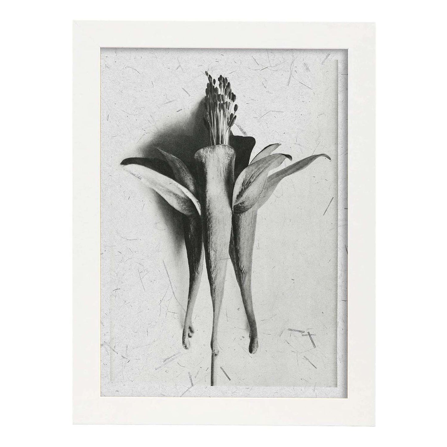 Lámina Planta blanco y negro 69. Pósters con ilustraciones de flores y plantas en tonos grises.-Artwork-Nacnic-A3-Marco Blanco-Nacnic Estudio SL