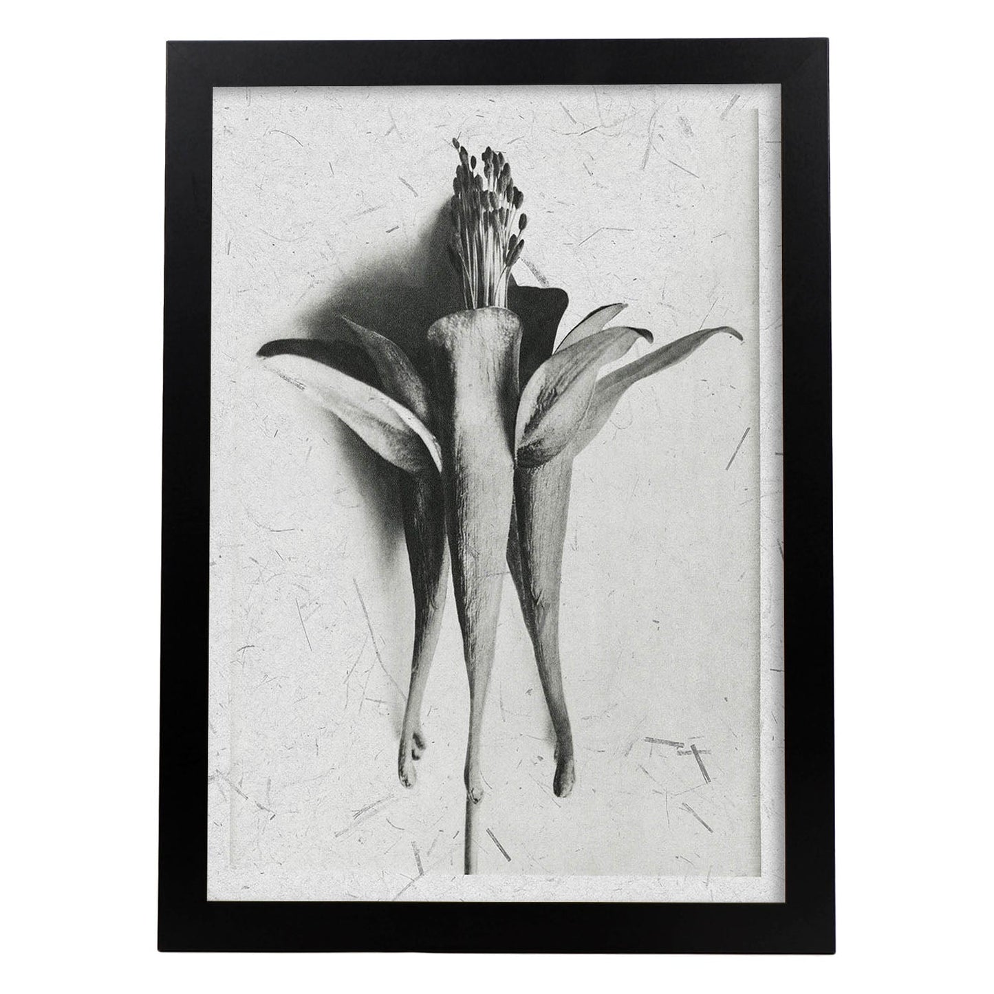Lámina Planta blanco y negro 69. Pósters con ilustraciones de flores y plantas en tonos grises.-Artwork-Nacnic-A4-Marco Negro-Nacnic Estudio SL