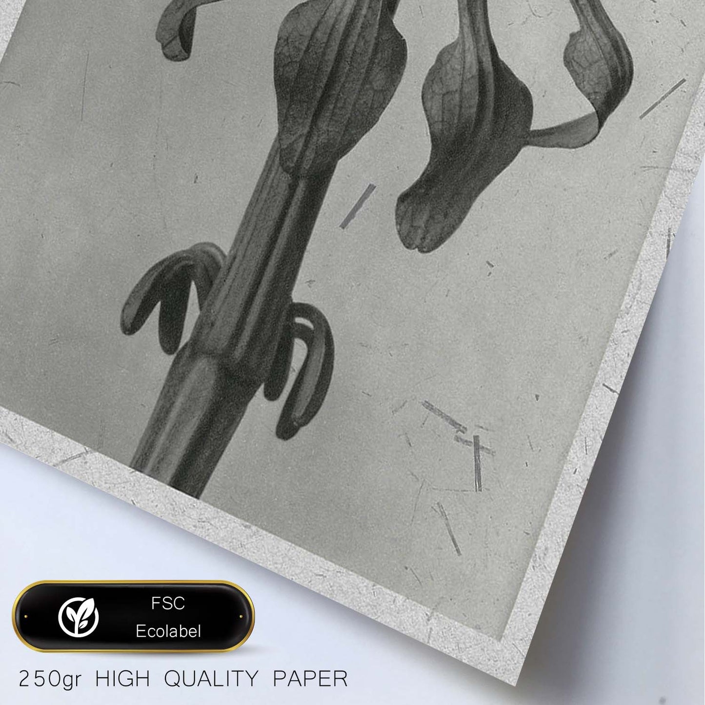 Lámina Planta blanco y negro 70. Pósters con ilustraciones de flores y plantas en tonos grises.-Artwork-Nacnic-Nacnic Estudio SL