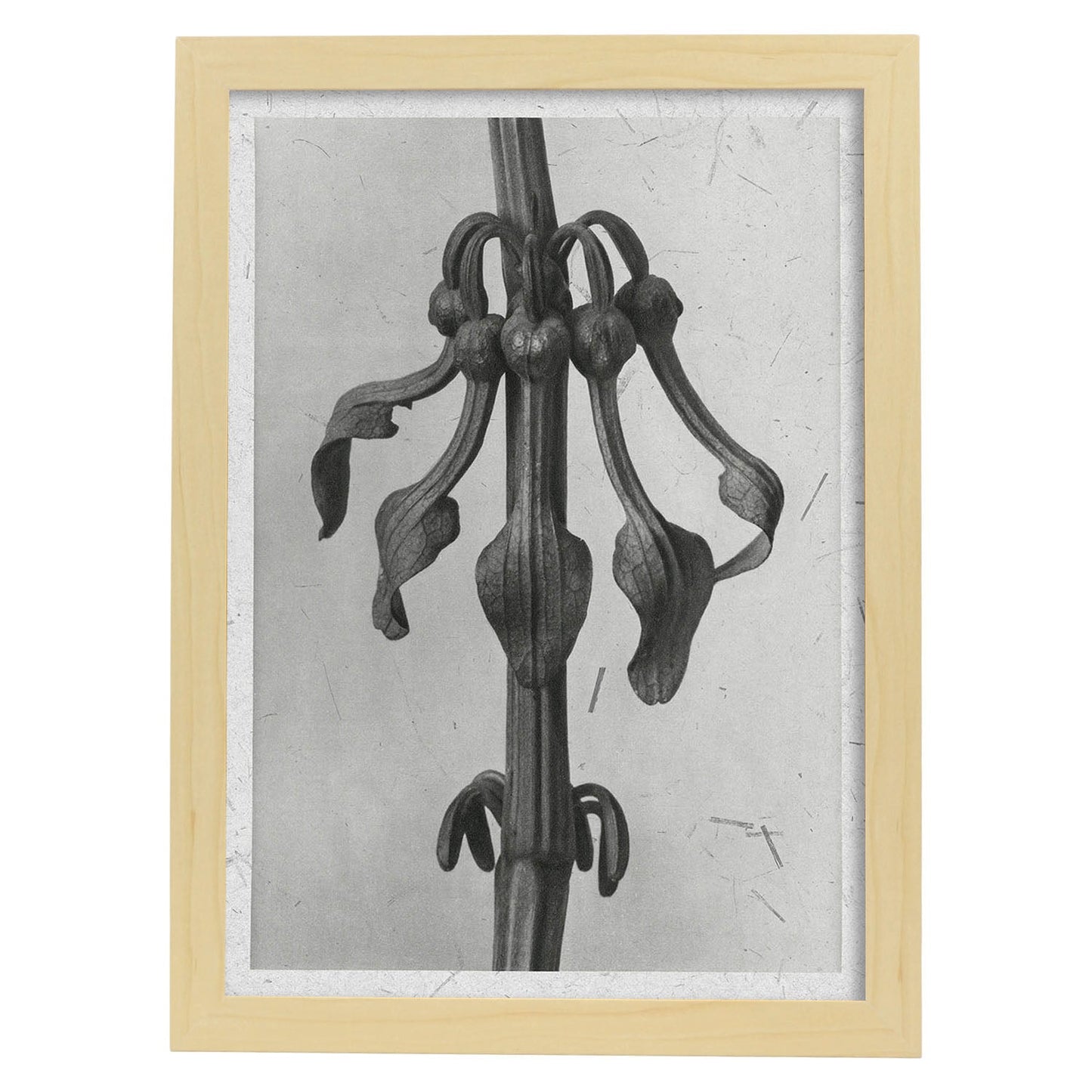 Lámina Planta blanco y negro 70. Pósters con ilustraciones de flores y plantas en tonos grises.-Artwork-Nacnic-A3-Marco Madera clara-Nacnic Estudio SL