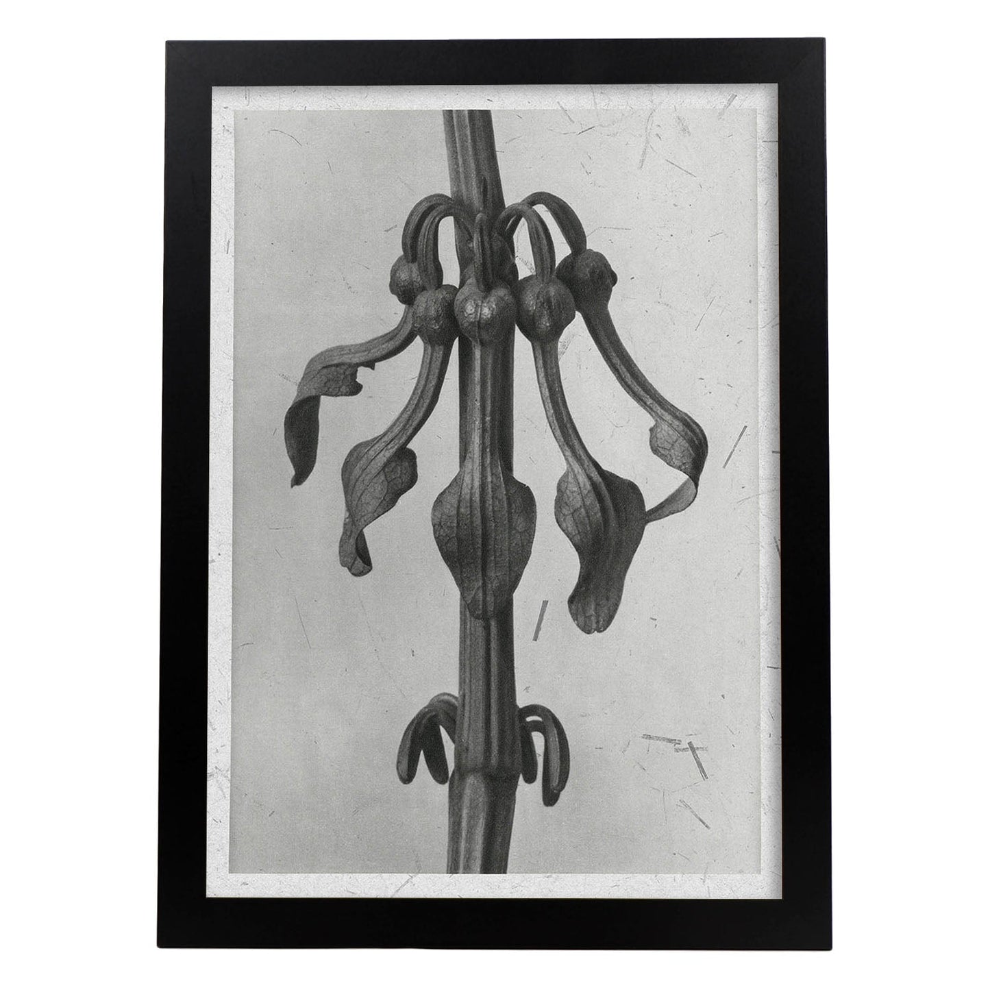 Lámina Planta blanco y negro 70. Pósters con ilustraciones de flores y plantas en tonos grises.-Artwork-Nacnic-A4-Marco Negro-Nacnic Estudio SL