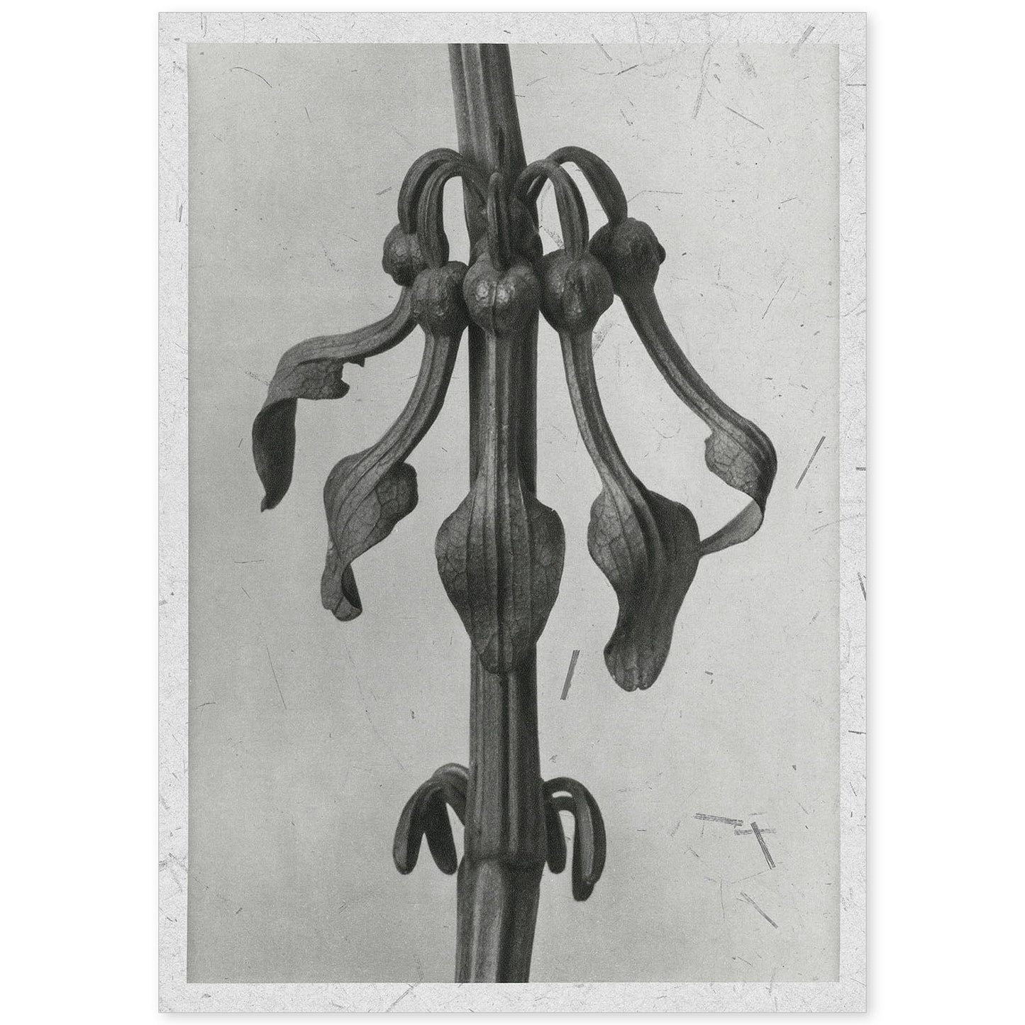 Lámina Planta blanco y negro 70. Pósters con ilustraciones de flores y plantas en tonos grises.-Artwork-Nacnic-A4-Sin marco-Nacnic Estudio SL