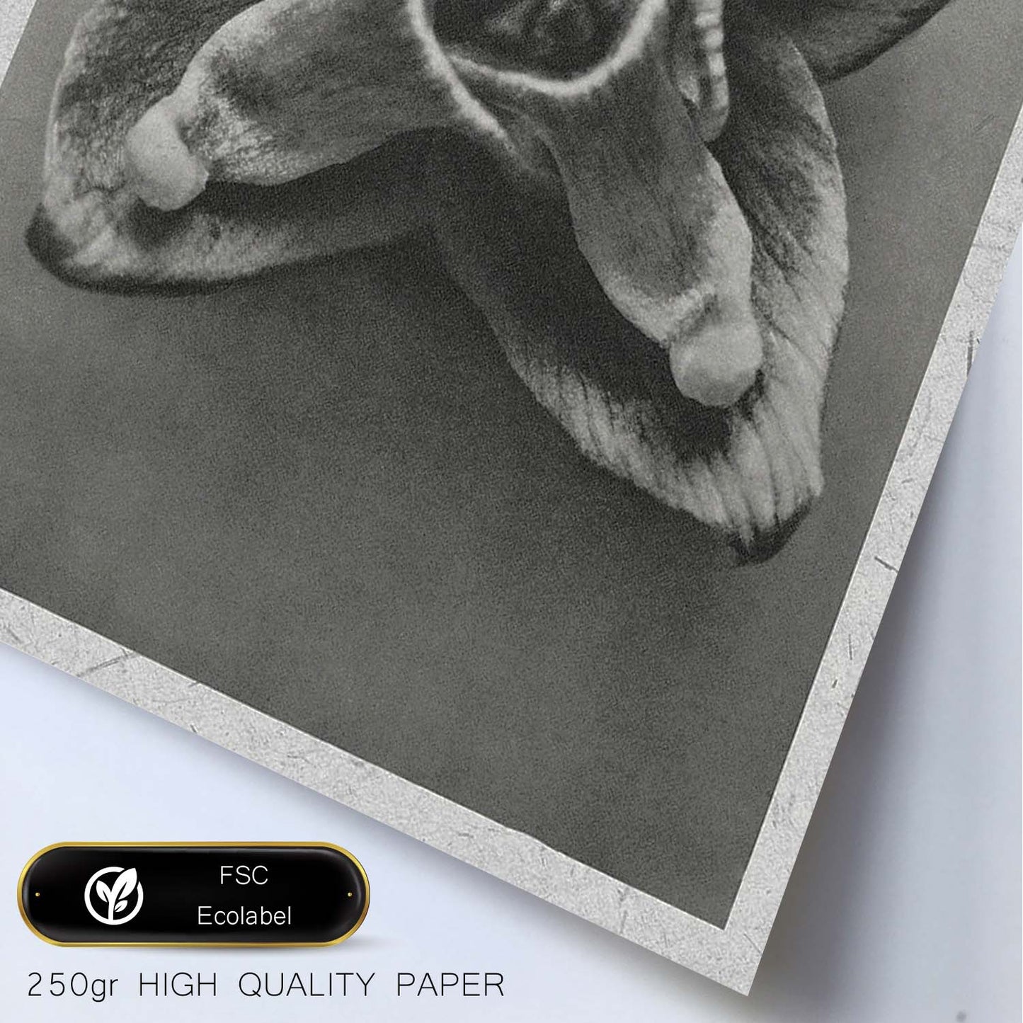 Lámina Planta blanco y negro 71. Pósters con ilustraciones de flores y plantas en tonos grises.-Artwork-Nacnic-Nacnic Estudio SL