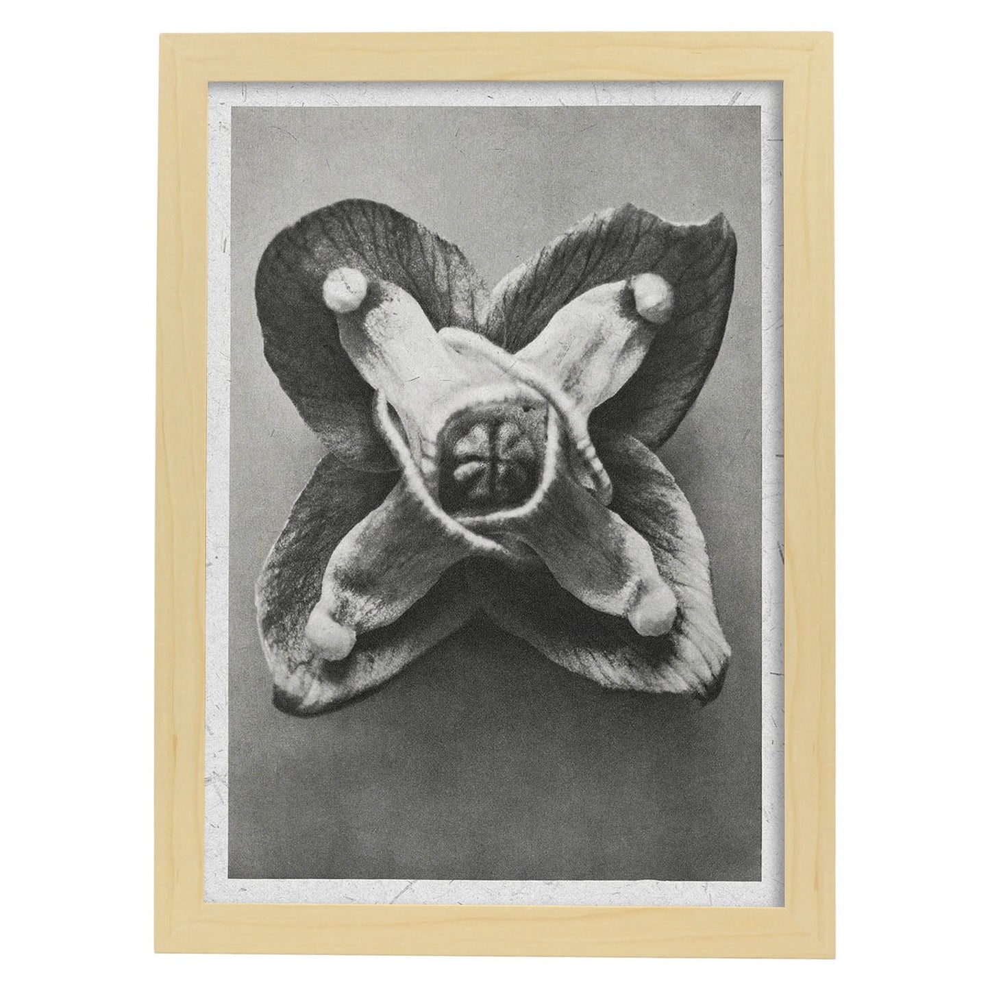 Lámina Planta blanco y negro 71. Pósters con ilustraciones de flores y plantas en tonos grises.-Artwork-Nacnic-A4-Marco Madera clara-Nacnic Estudio SL