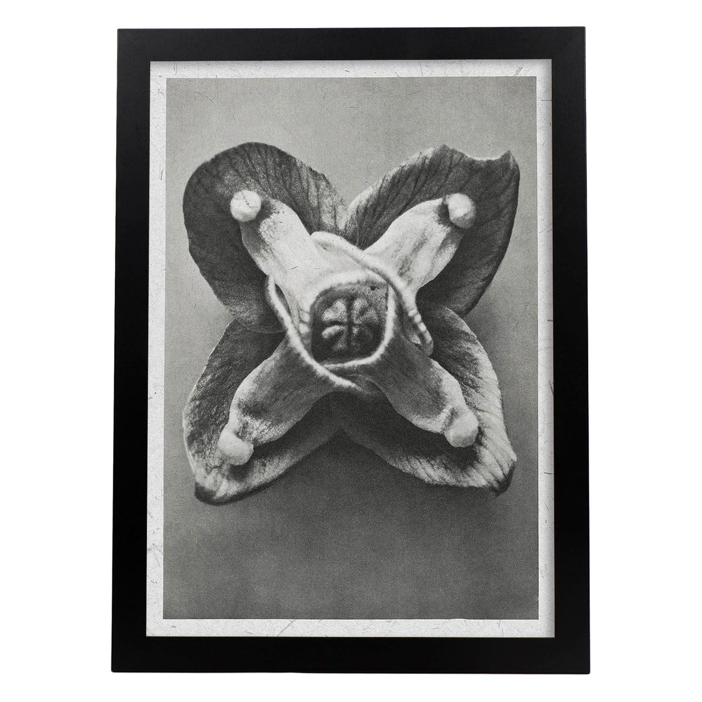 Lámina Planta blanco y negro 71. Pósters con ilustraciones de flores y plantas en tonos grises.-Artwork-Nacnic-A4-Marco Negro-Nacnic Estudio SL