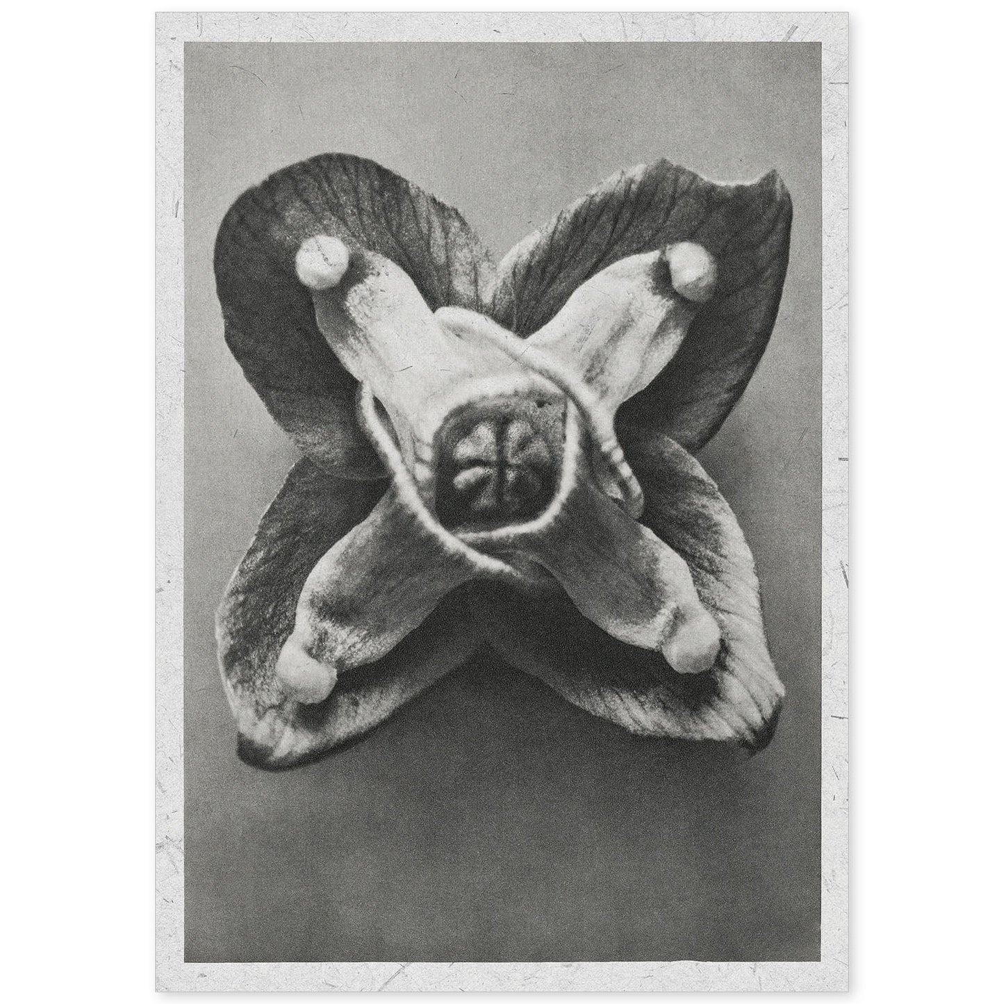 Lámina Planta blanco y negro 71. Pósters con ilustraciones de flores y plantas en tonos grises.-Artwork-Nacnic-A4-Sin marco-Nacnic Estudio SL