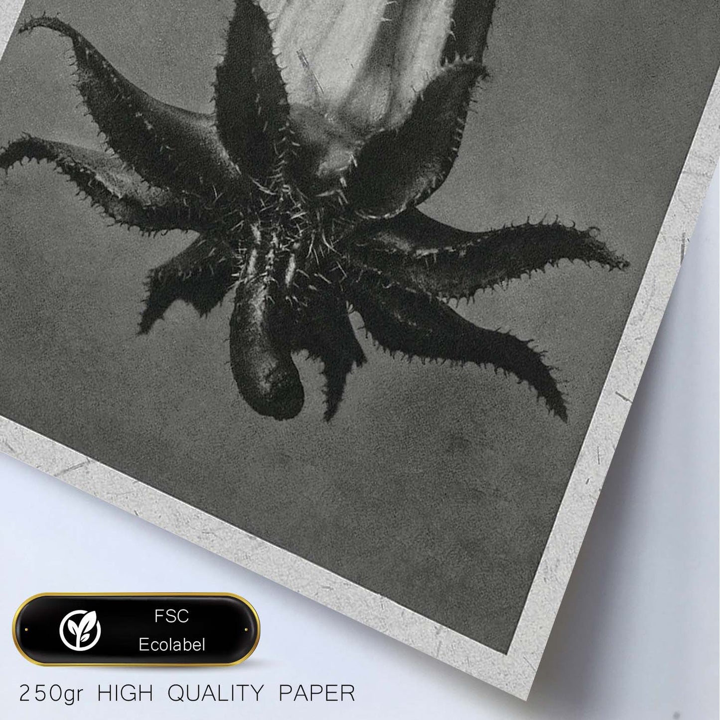 Lámina Planta blanco y negro 72. Pósters con ilustraciones de flores y plantas en tonos grises.-Artwork-Nacnic-Nacnic Estudio SL