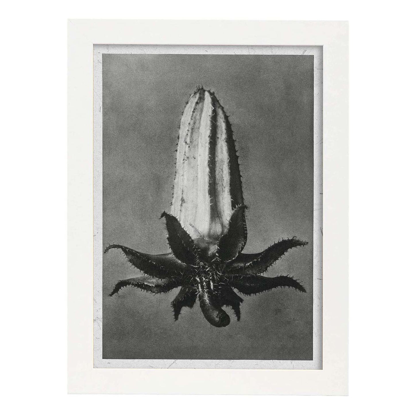 Lámina Planta blanco y negro 72. Pósters con ilustraciones de flores y plantas en tonos grises.-Artwork-Nacnic-A3-Marco Blanco-Nacnic Estudio SL