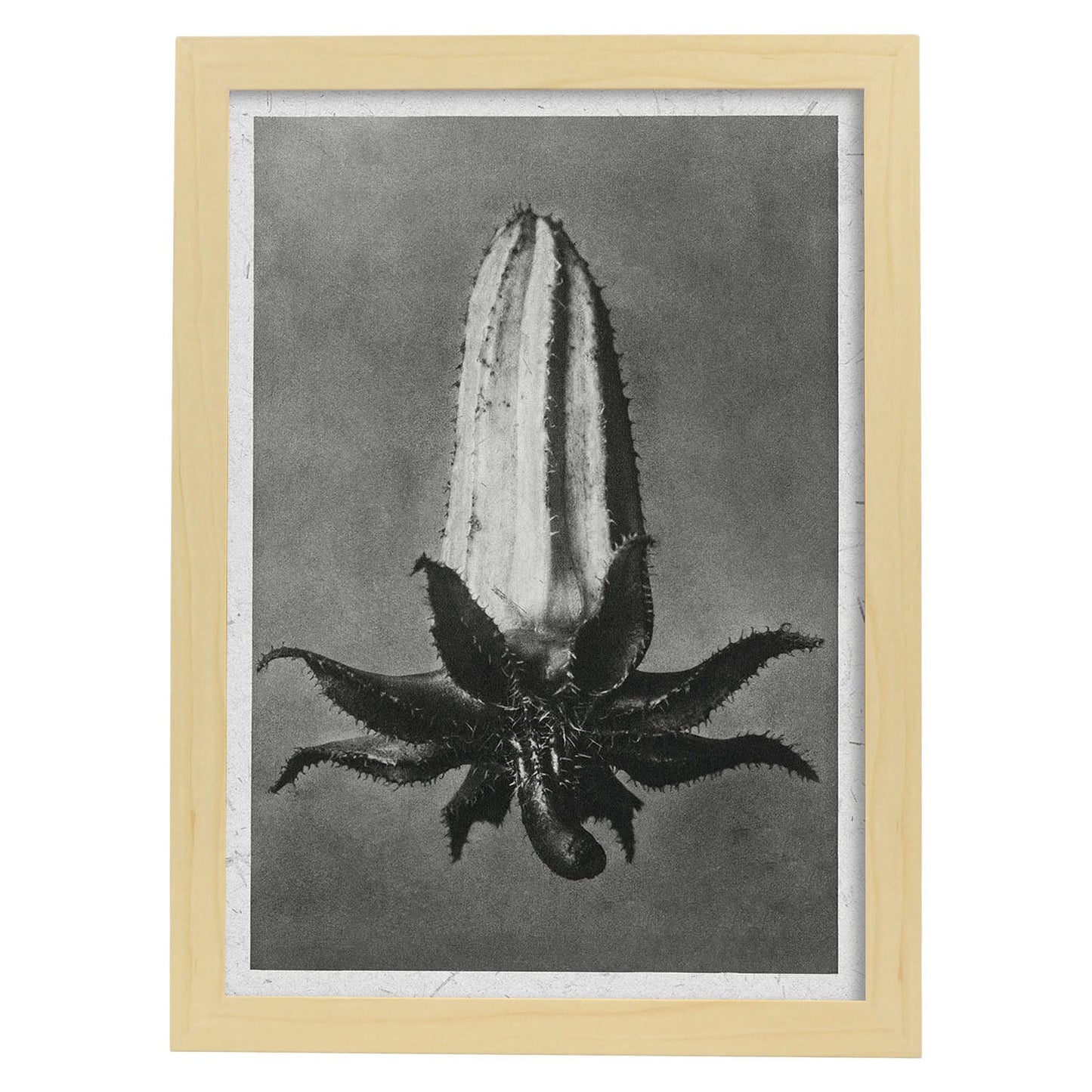 Lámina Planta blanco y negro 72. Pósters con ilustraciones de flores y plantas en tonos grises.-Artwork-Nacnic-A4-Marco Madera clara-Nacnic Estudio SL