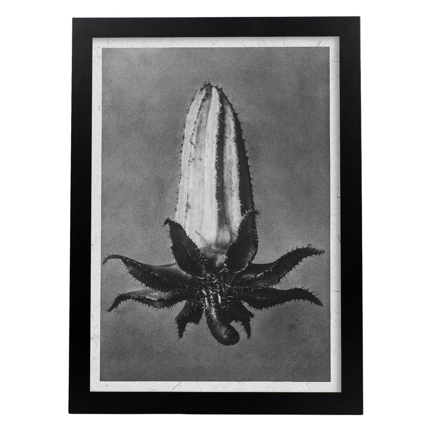 Lámina Planta blanco y negro 72. Pósters con ilustraciones de flores y plantas en tonos grises.-Artwork-Nacnic-A4-Marco Negro-Nacnic Estudio SL