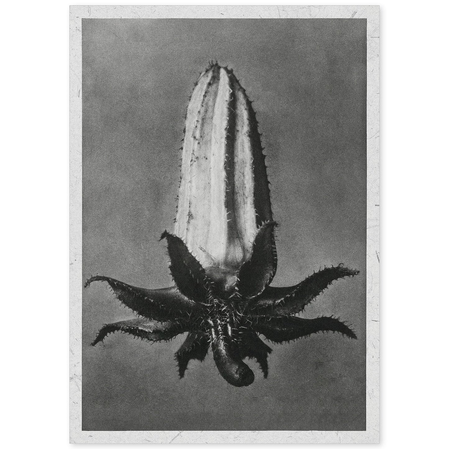 Lámina Planta blanco y negro 72. Pósters con ilustraciones de flores y plantas en tonos grises.-Artwork-Nacnic-A4-Sin marco-Nacnic Estudio SL