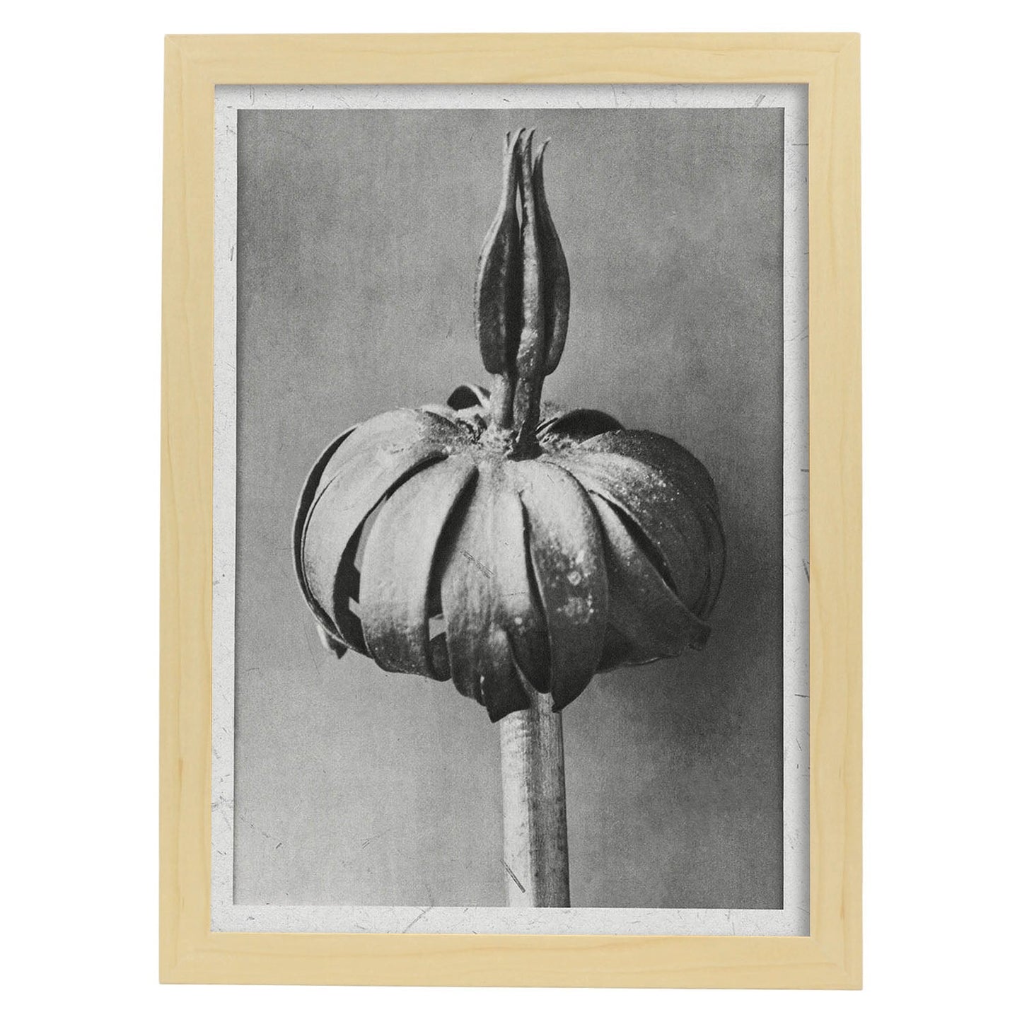 Lámina Planta blanco y negro 74. Pósters con ilustraciones de flores y plantas en tonos grises.-Artwork-Nacnic-A3-Marco Madera clara-Nacnic Estudio SL